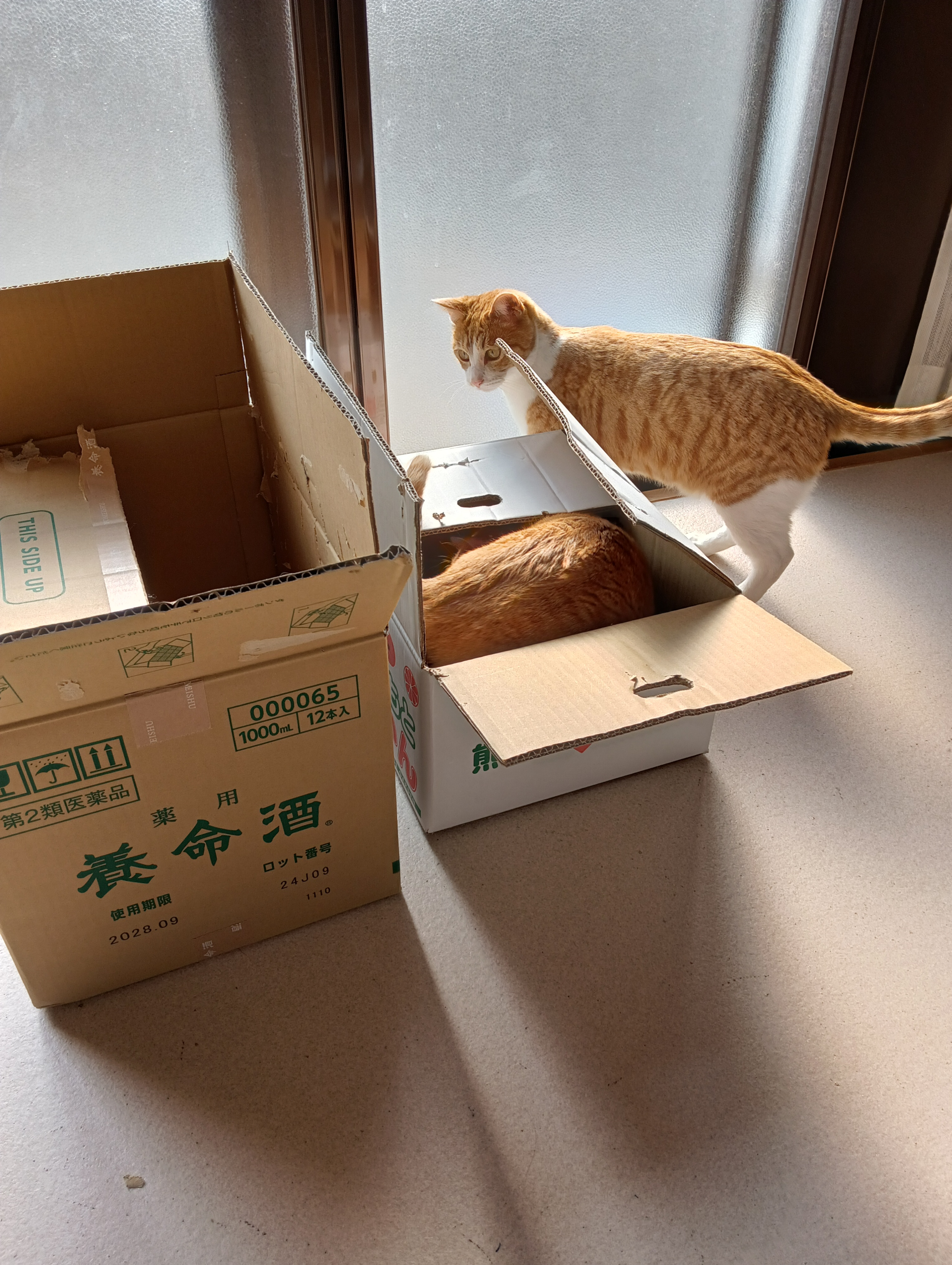 　　　　　　　　　　　　　　　　　　　　　　　　　　　　　　　　　　おや、そこへシーちゃんもやってきました