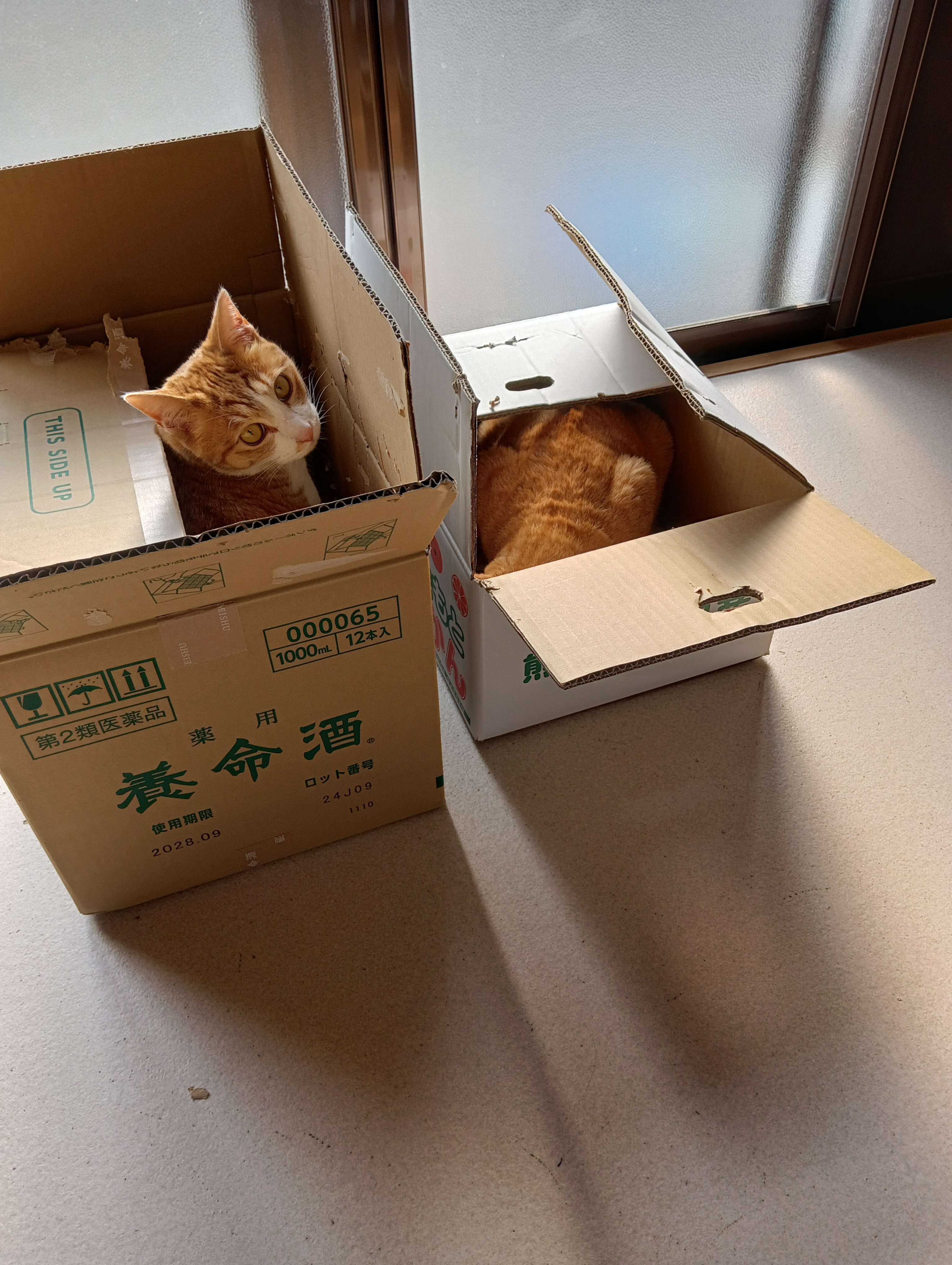 　　　　　　　　　　　　　　　　　　　大きな家はやっぱりいいな、チーちゃんや～い！
