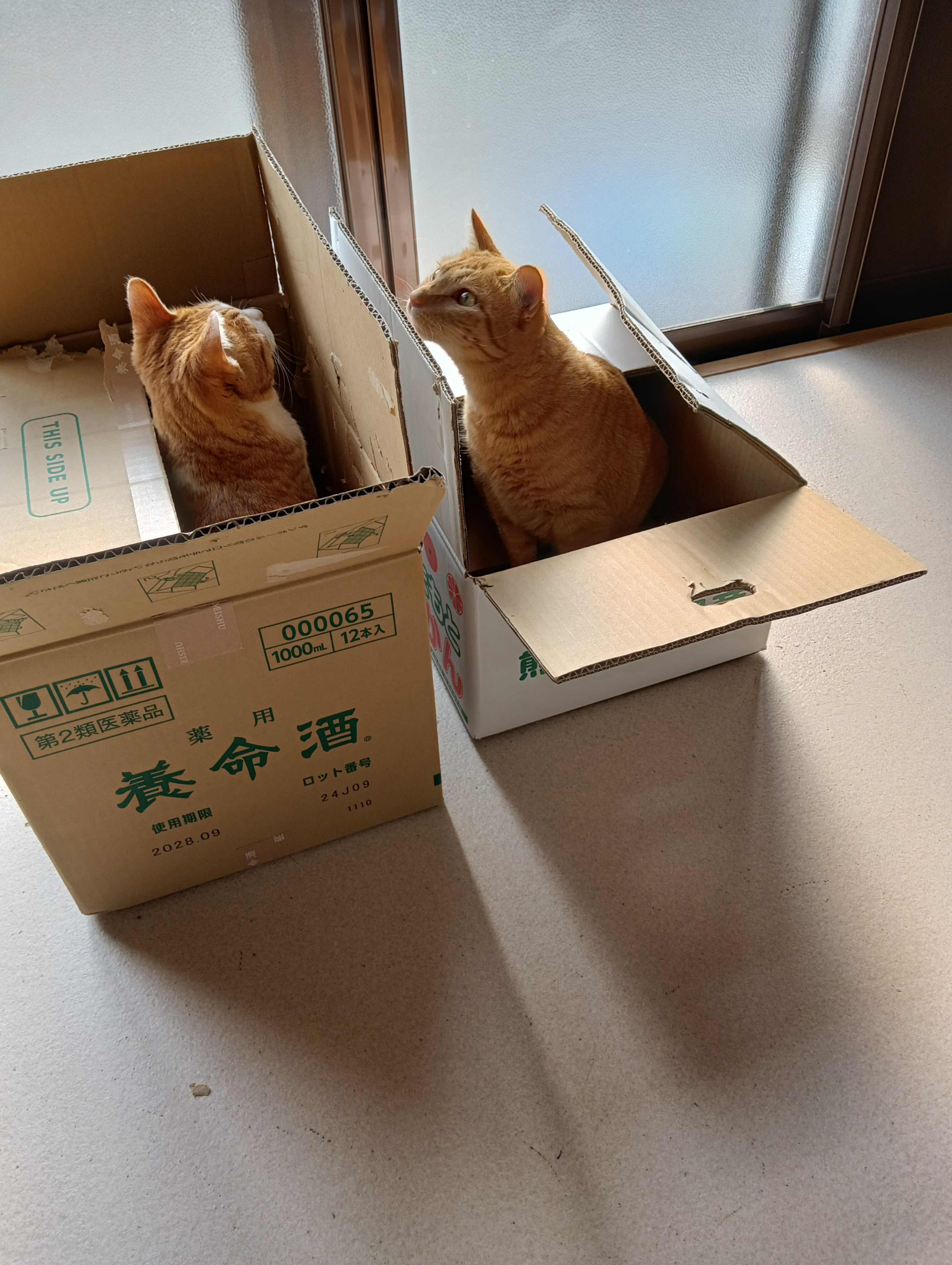 　　　　　　　　　　　　　　　　　　　　　　　　　　　なによ！あたちが最初からゆずってあげたのよ！
