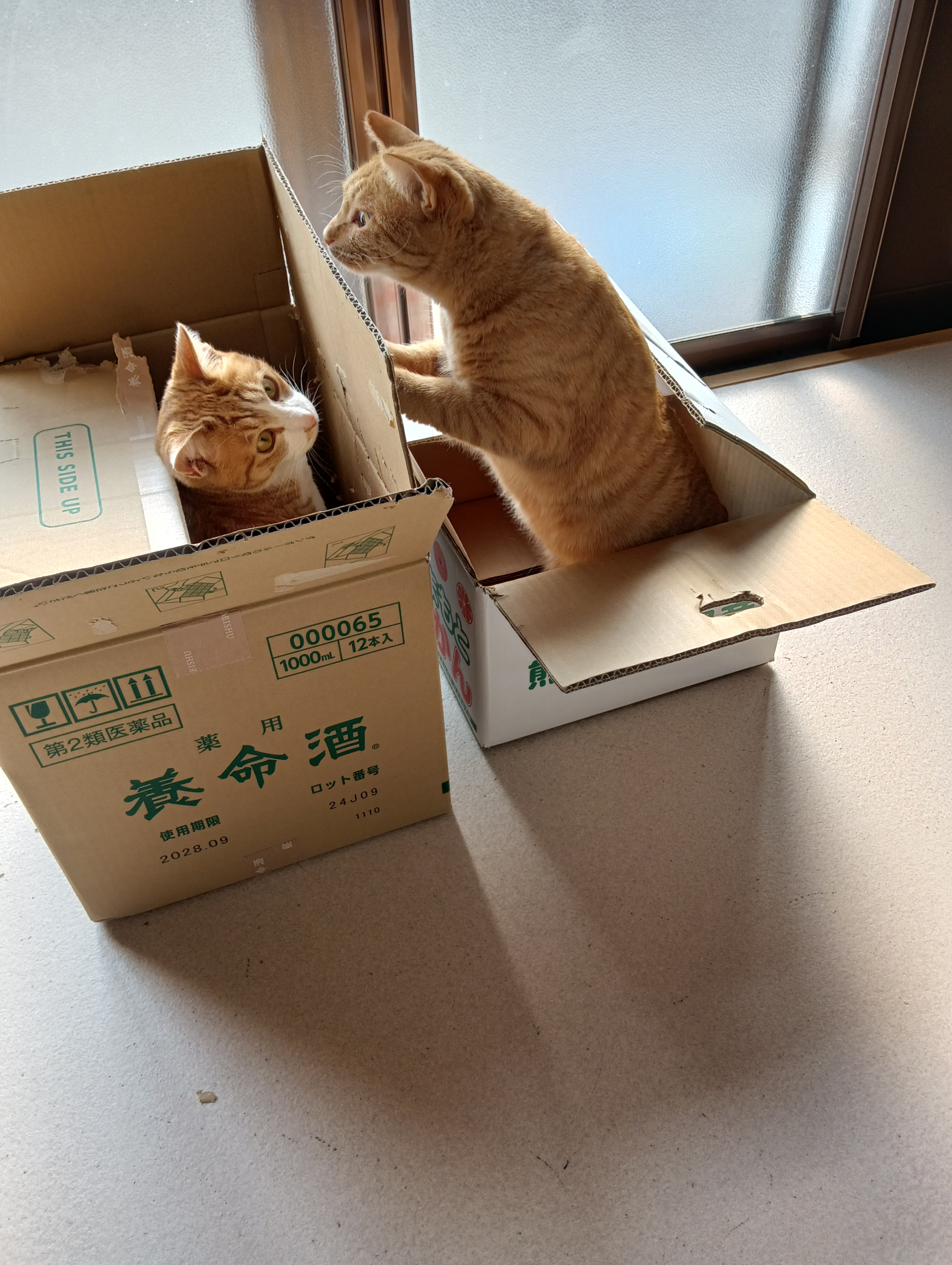　　　　　　　　　　　　　　　　　　そんならかわってもらおうかしら、こら！シーちゃんかわりなさい！