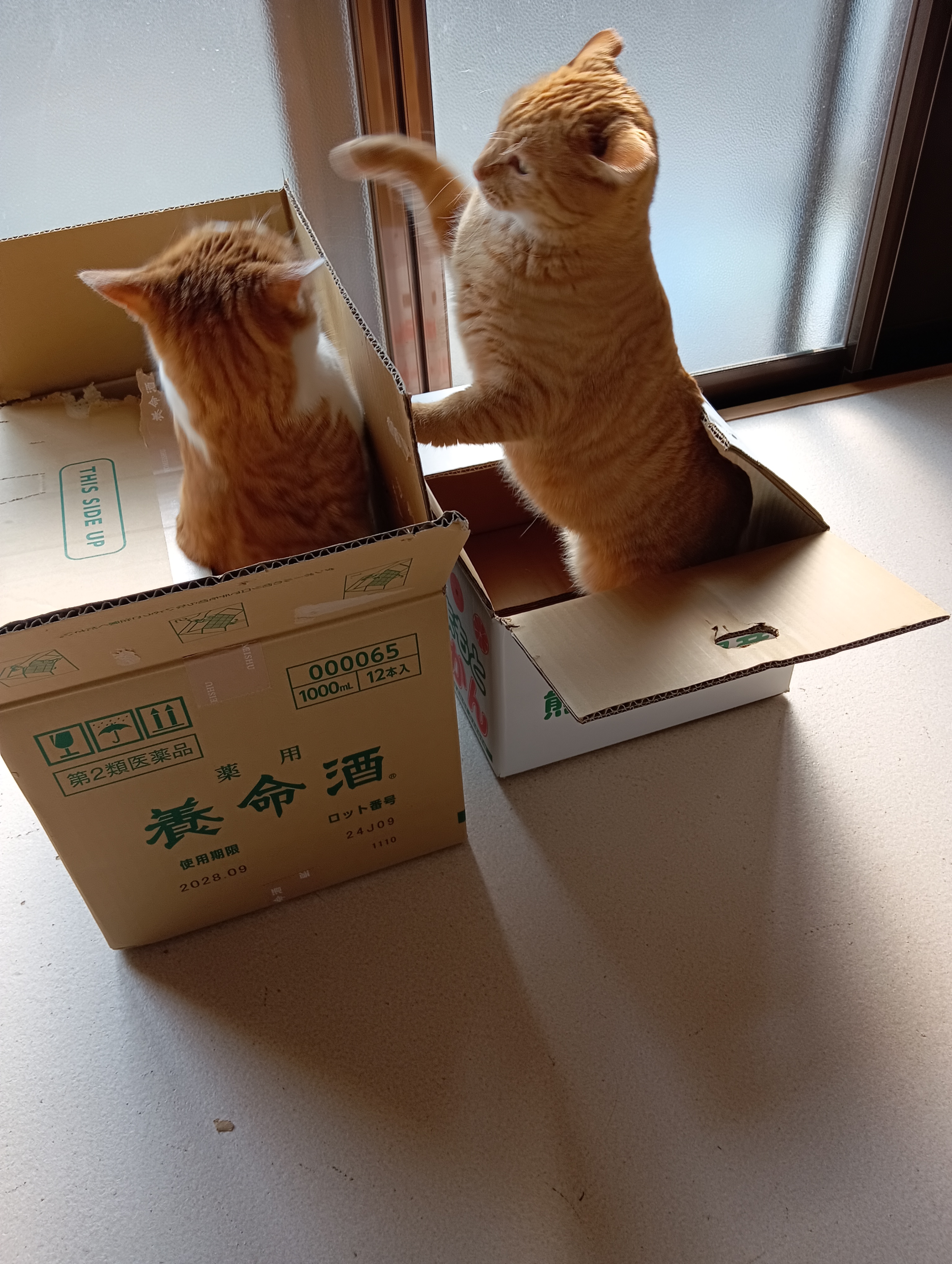　　　　　　　　　エーイ！あたちの猫パンチうけてみな！　　　　　　　　ニャン！ぼうりょくはんたい