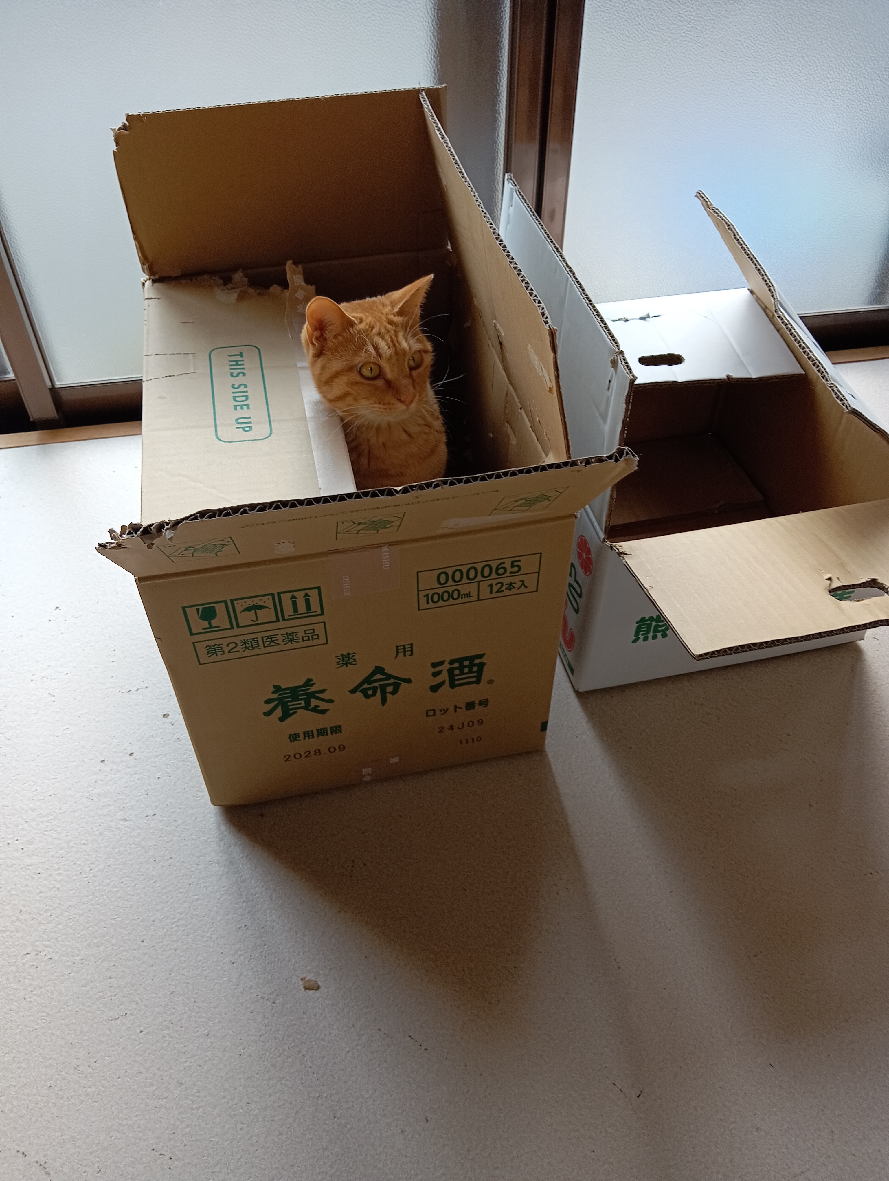 　　　　　　　　　　　それにしてもお隣が空き家というのも不用心ね、シーちゃん入ってよ！