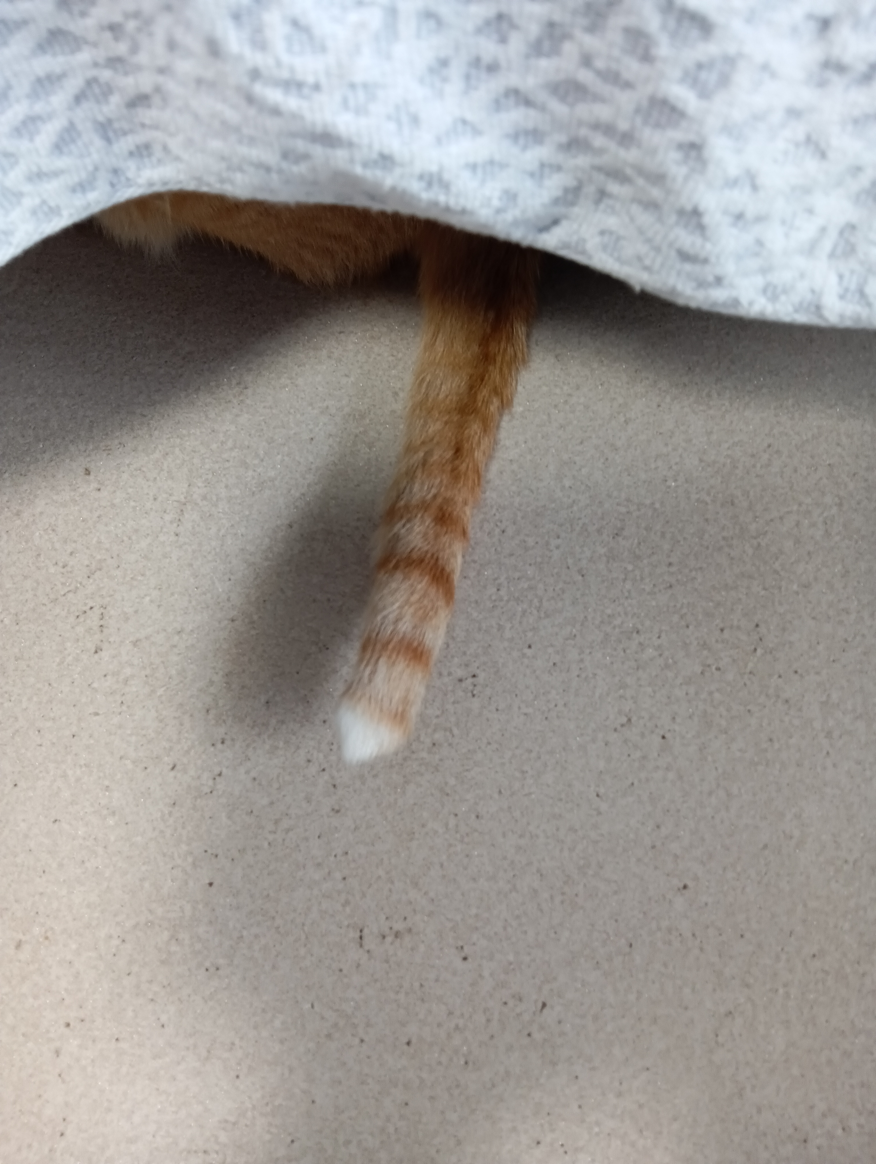 　　　　　　　　　　　　　　　　　　なぜ猫にはしっぽがあるのか、頭隠して尻尾隠さず