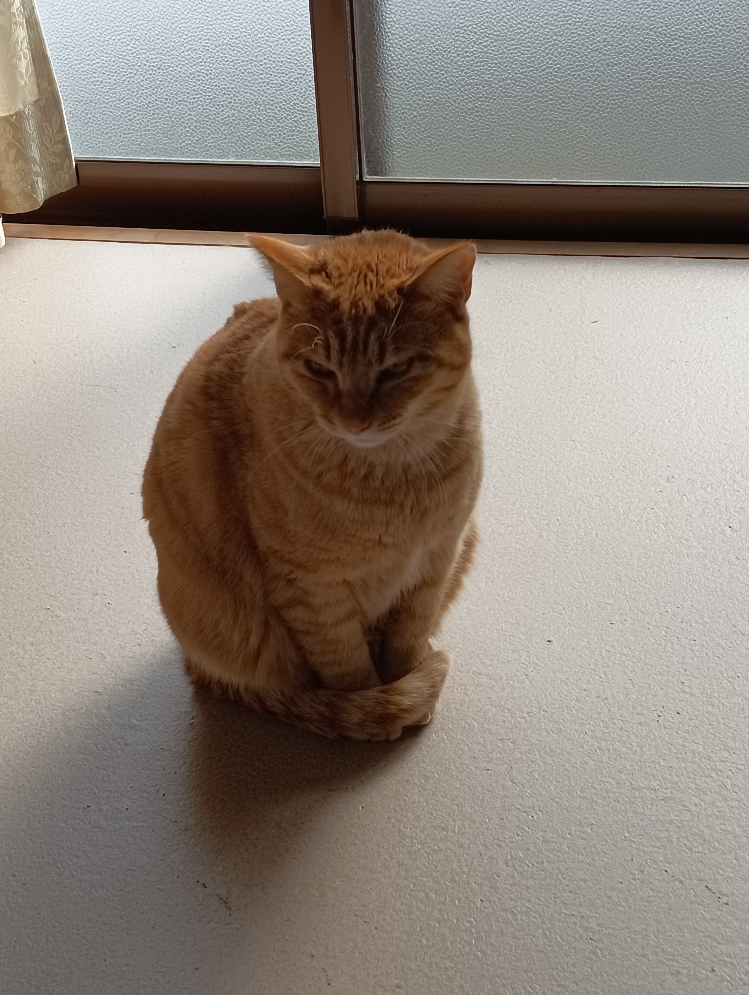 　　　　　　　　　　　　　　　　　　　おや、チーコさま、どうしましたか、恋の病でしょうか