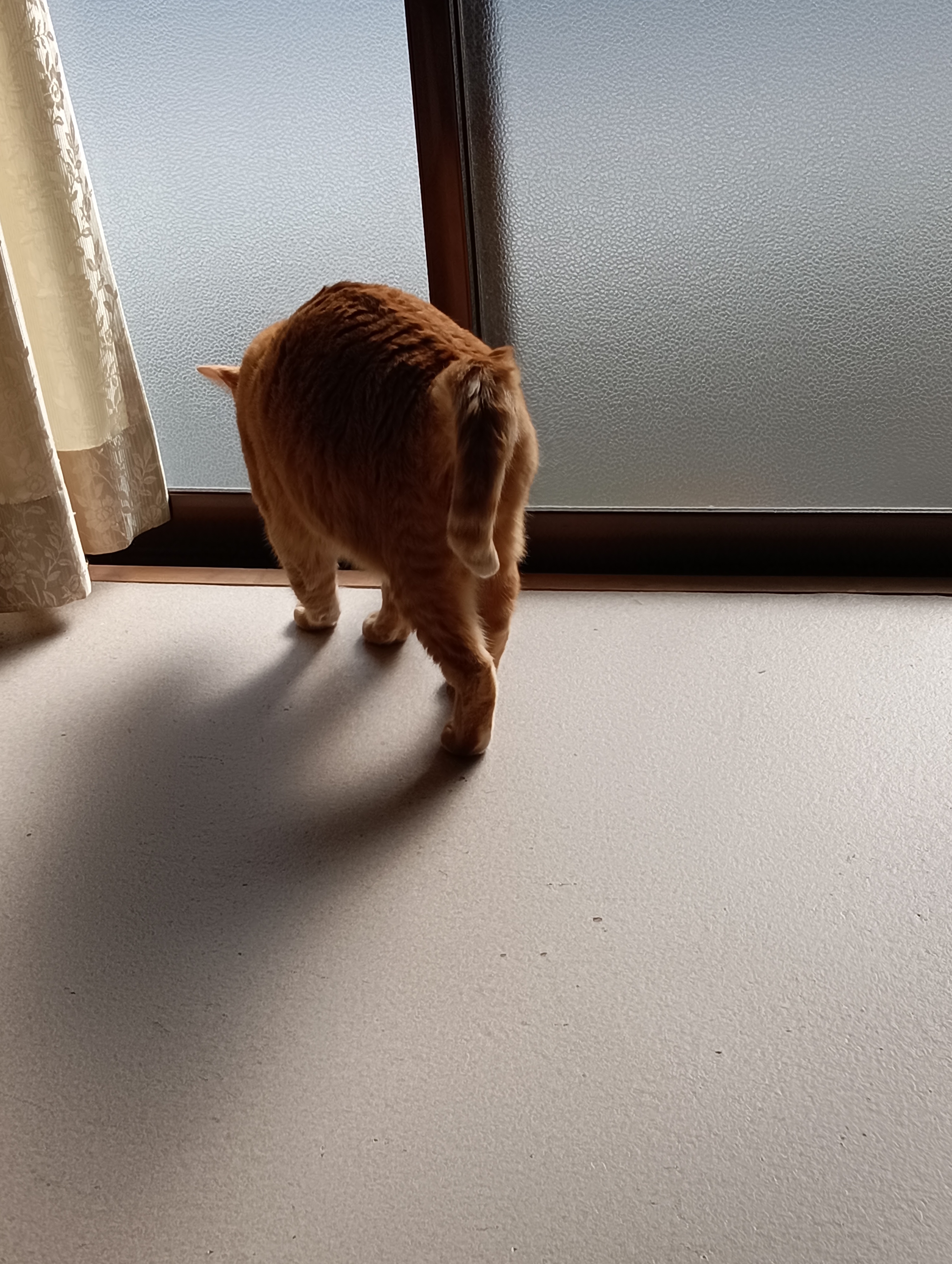 　　　　　　　とはいってみたものの、寂しげな後ろ姿のかわいそうなちーこさん・・・・・・・・