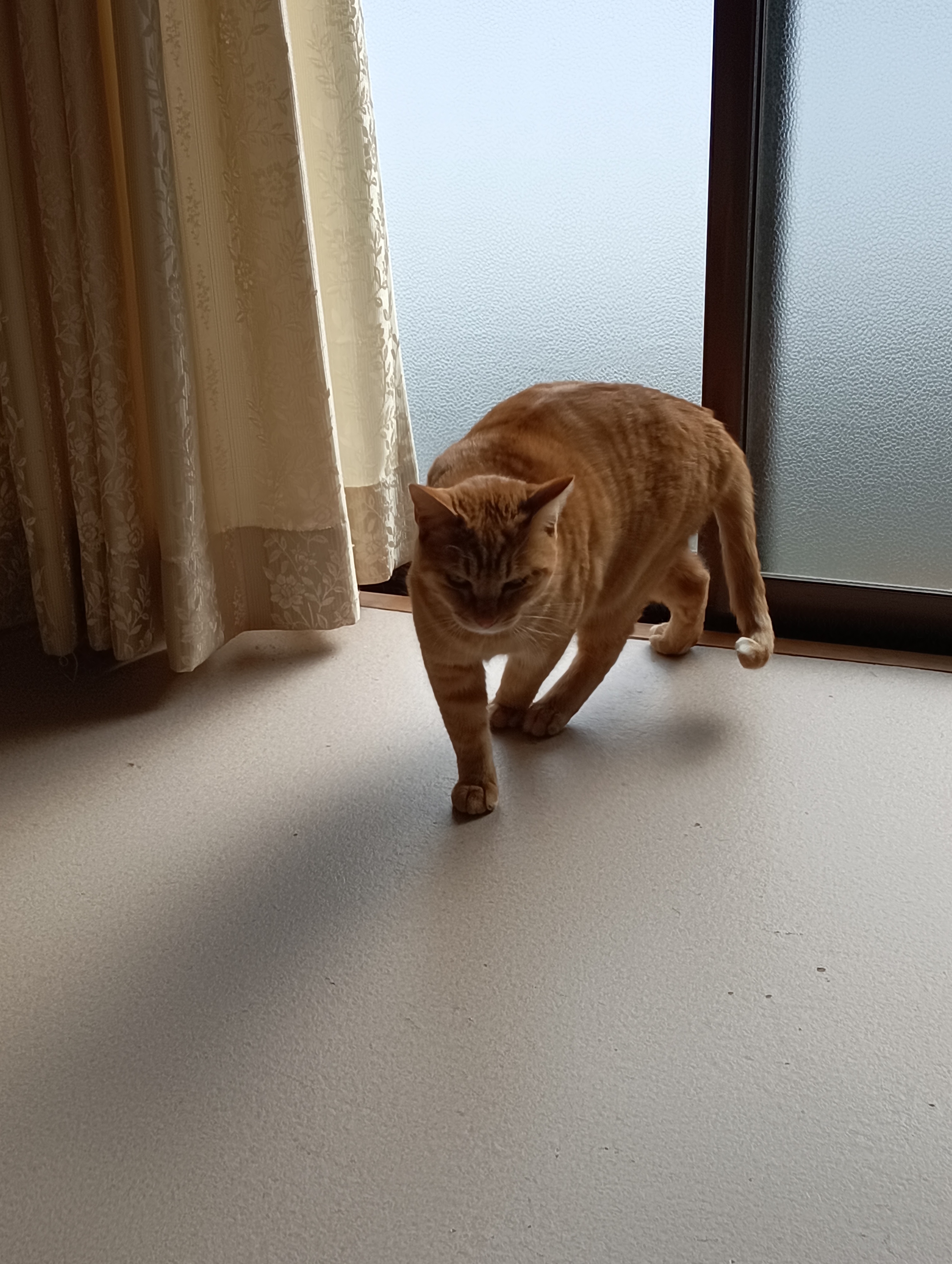 　　　　　　　　　　　　　　　　　　　おや、思いなおしたのかな、がんば‼　ちーこさん・・・・・・・・