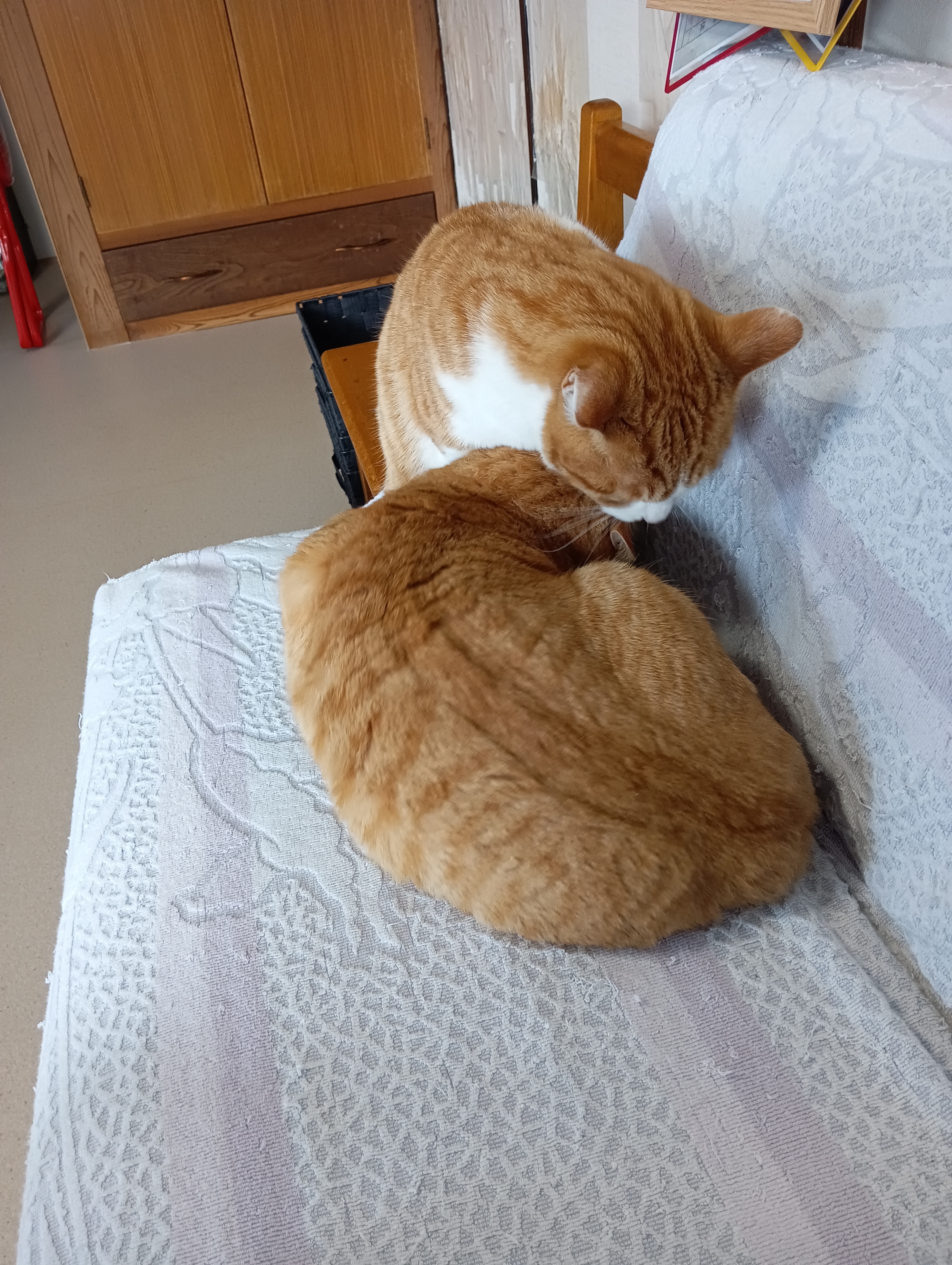 　　　　　　　　　　　　　　　　　　　　　　　　　ニンゲンに甘えるんだから通してくれよ