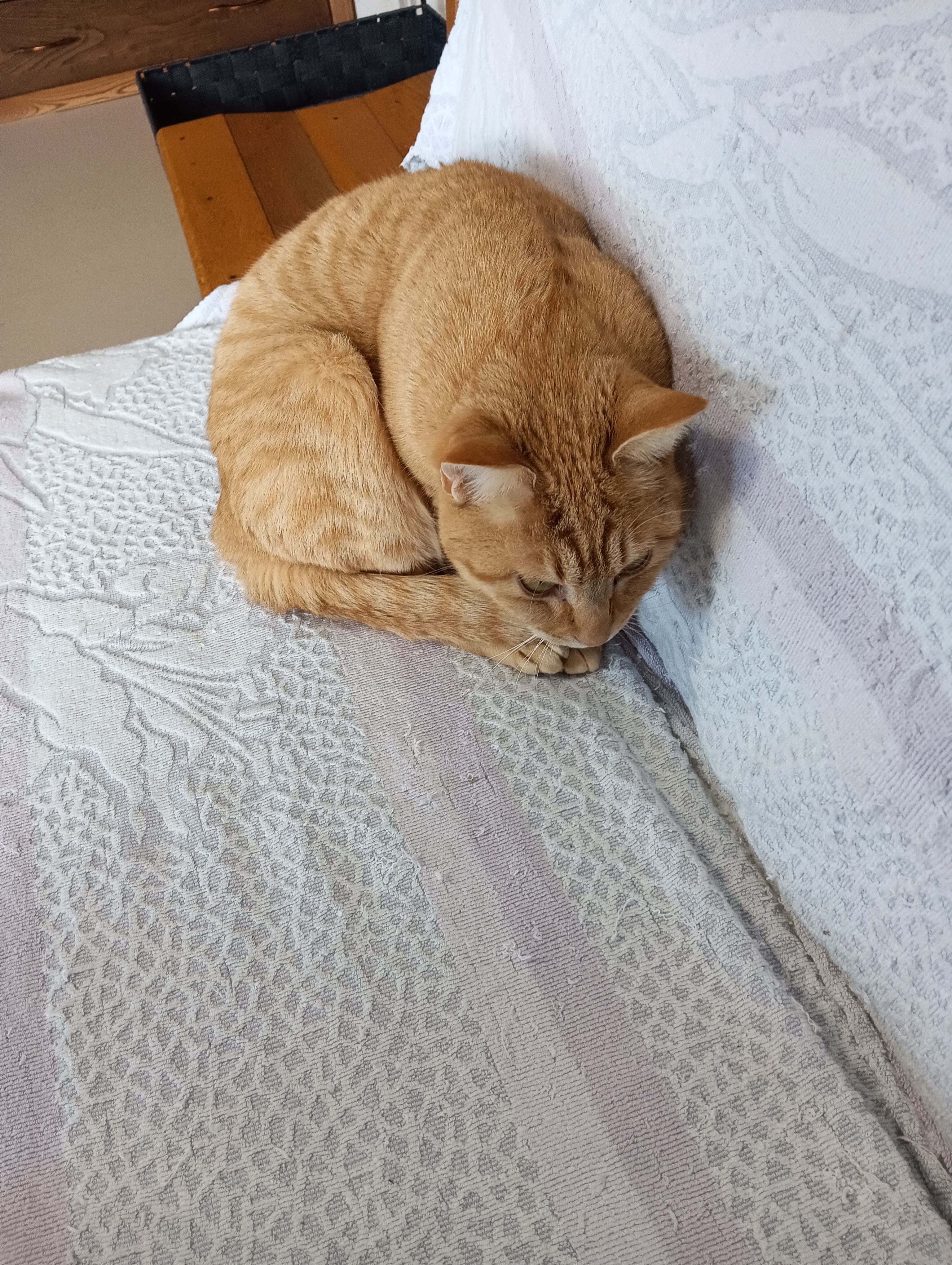 　　　猫としての誇りはないの！　　　　ウーン　でもこの際あたちも宗旨替えしようかちら！