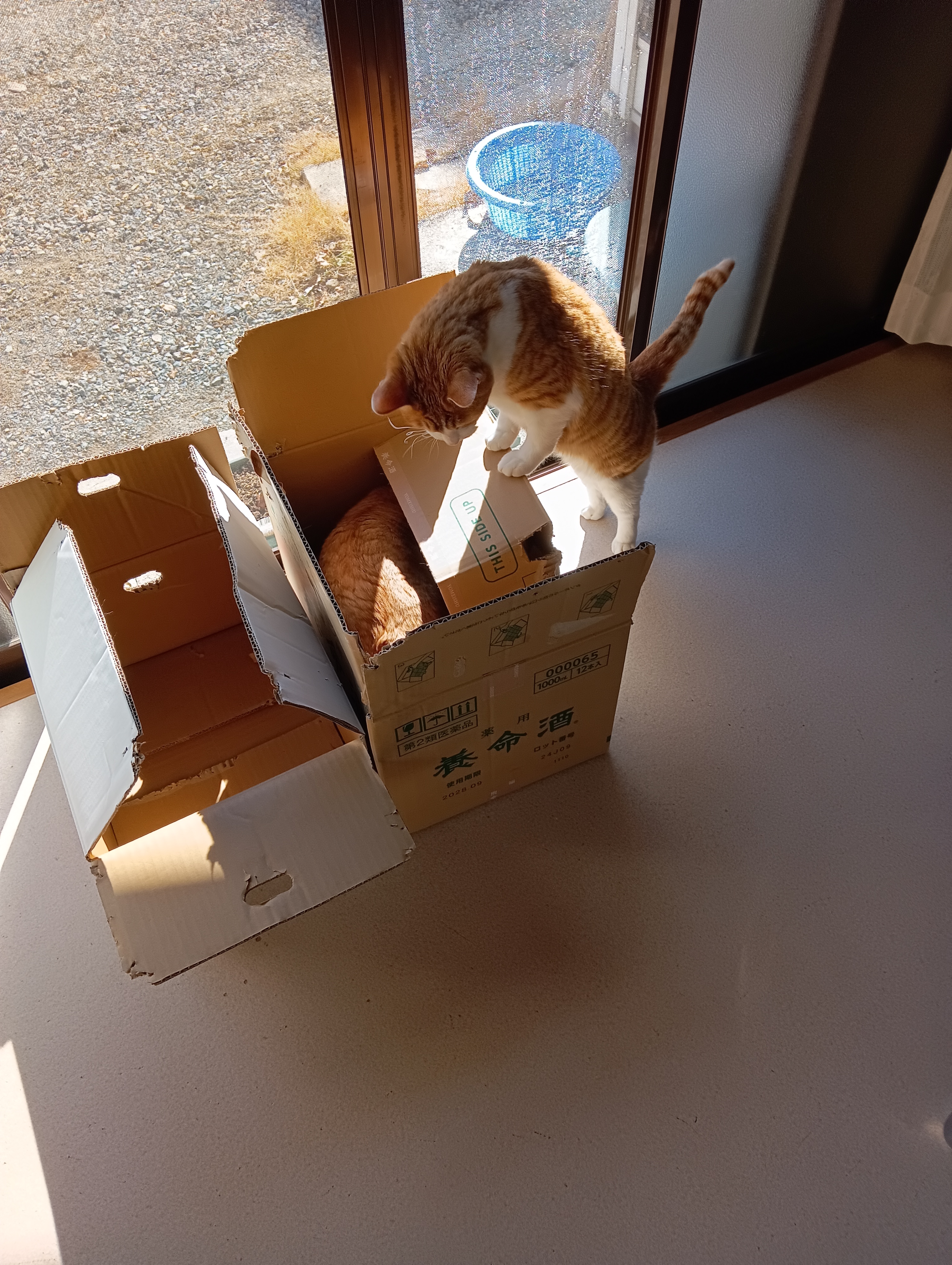 　　　　　　　　　　　　　　　　　　あたちは中をみるわ、あなたは外をみてくださいな。うん！わかった