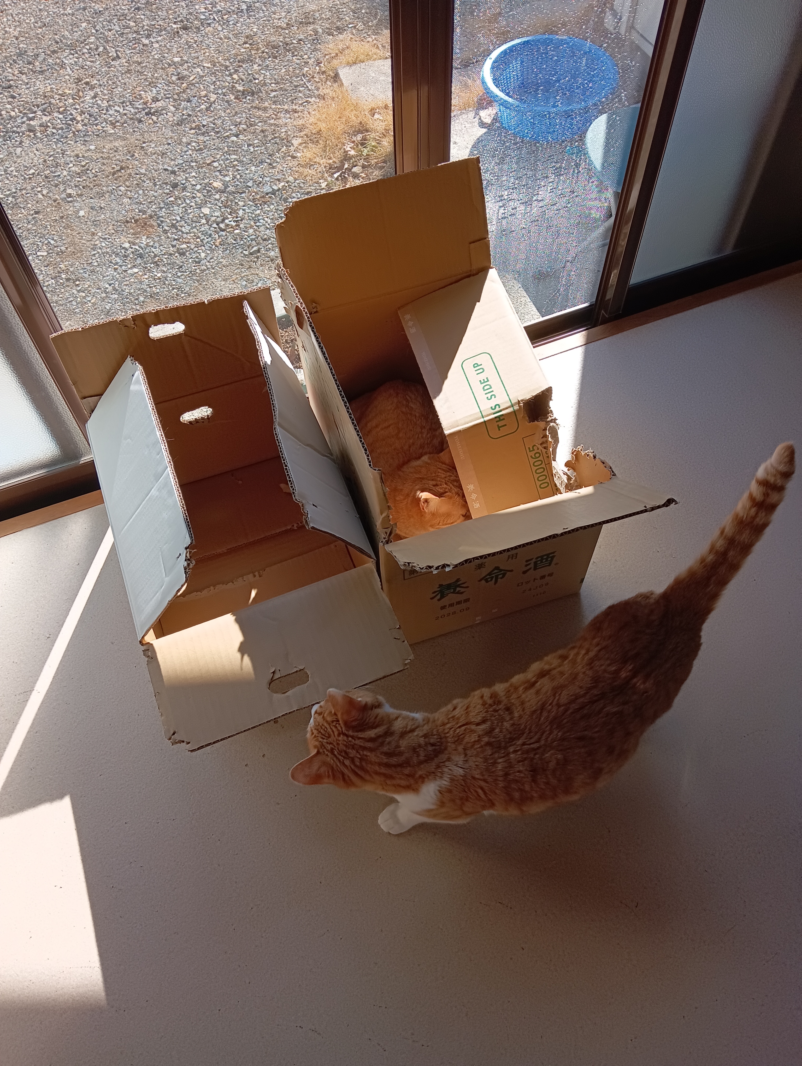 　　　　　　　　　　　　　　　　　　　　　　　　　　　　　　　　　こっちの小さいのはどうかな