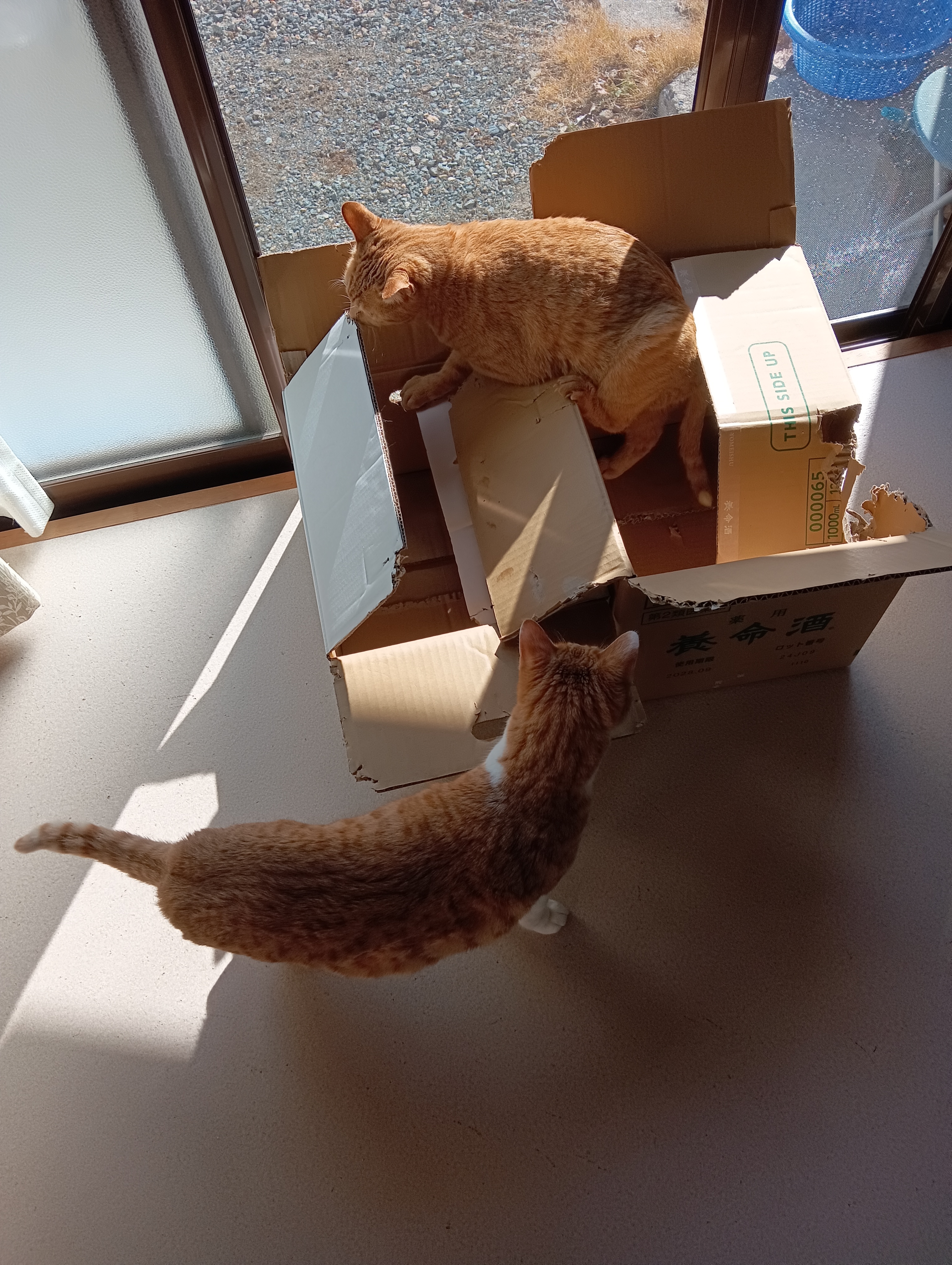 　　　　　　　　　　　　　　　　　　　　　　　　　　よいしょ、ほんと、良さそうね　　でしょ！