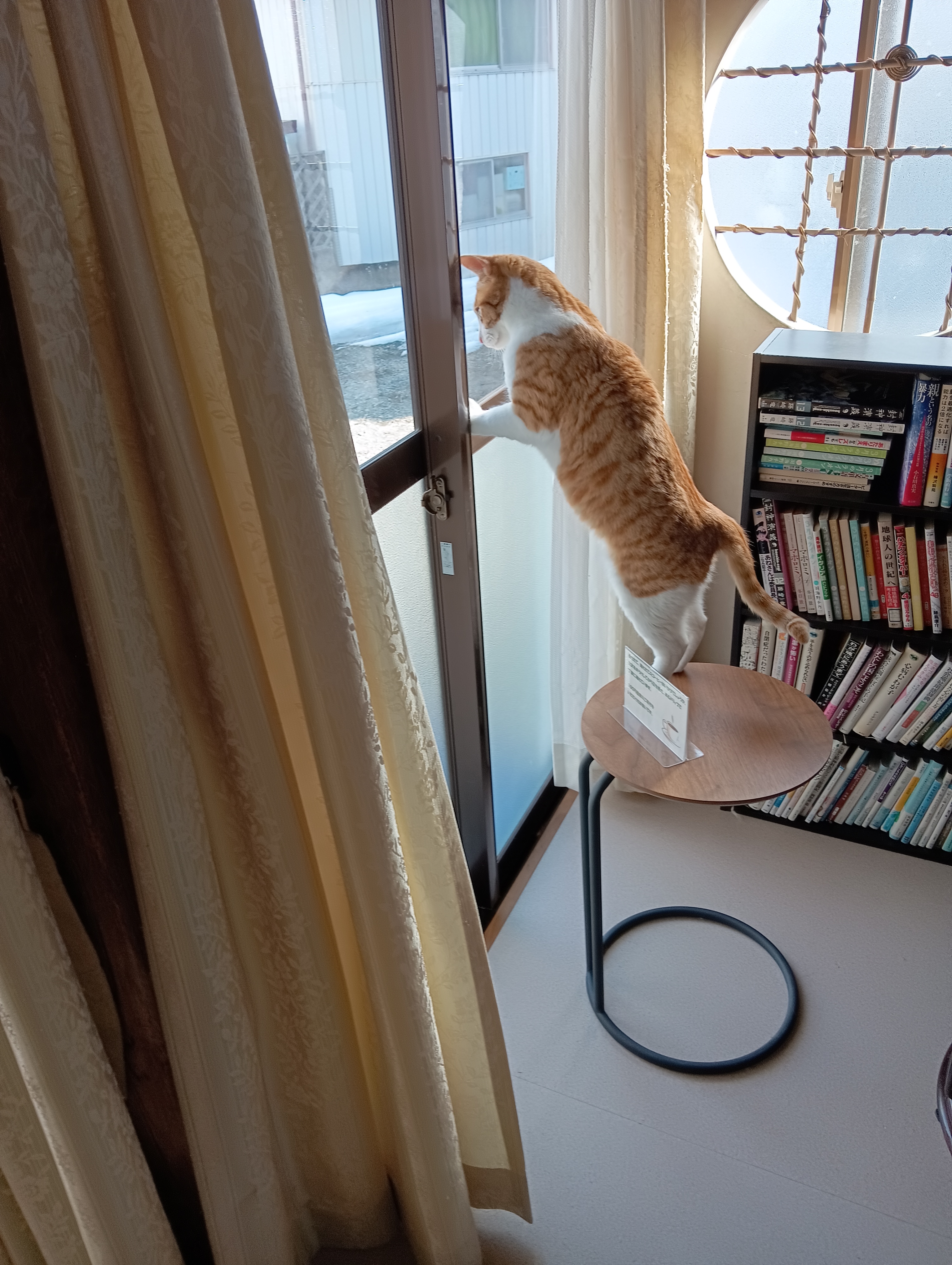 　　　　　　　　　　　　　　　　　　　　　　やあ！猫使いのおじちゃんの車だ！早く来て遊んでよ