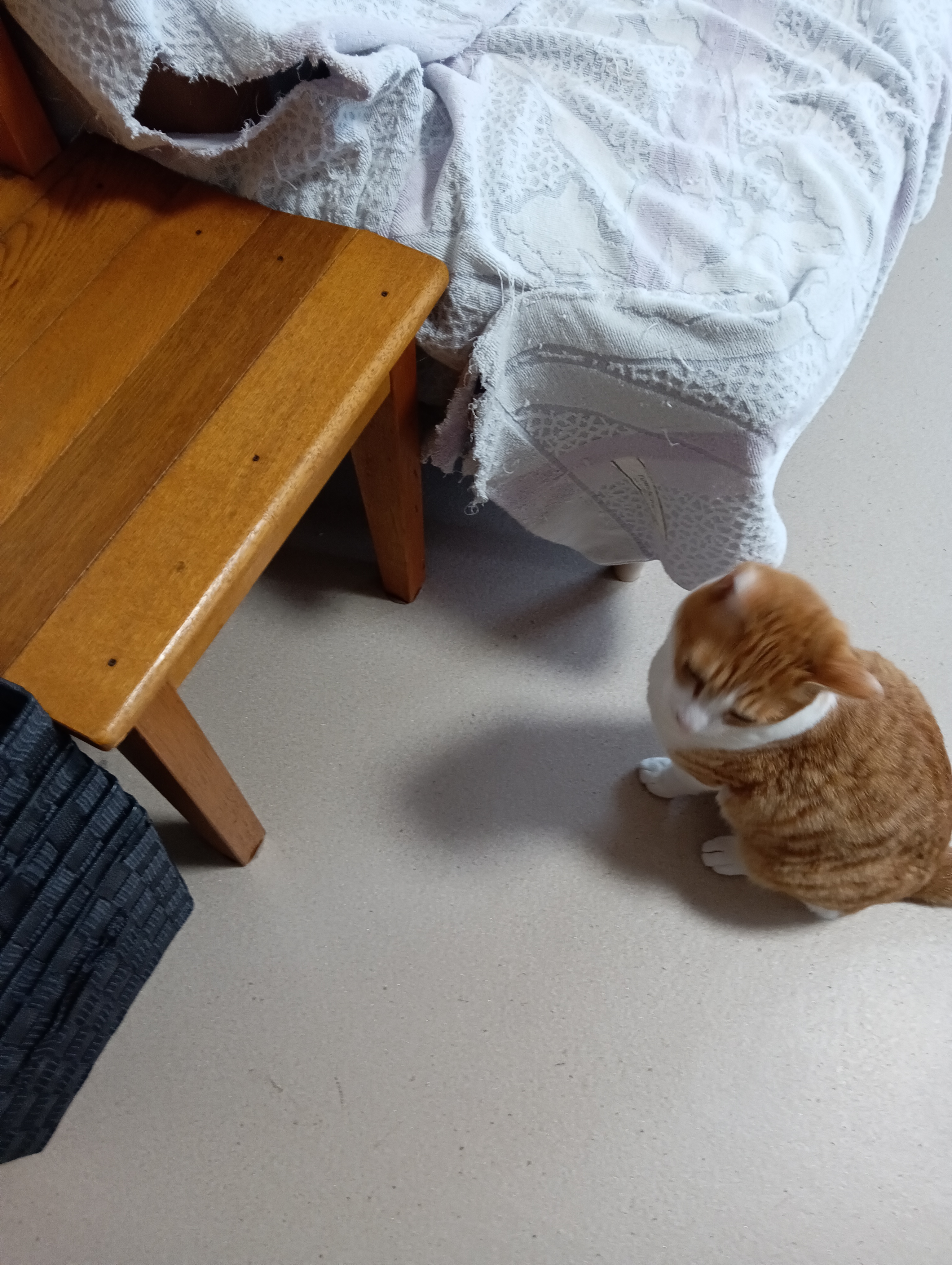 　　　　　　　　　　　　　　　　　　　　　　　　　　　　　　　　ぼくじゃないよ～、濡れ衣にゃあ～　　　　他に誰がいるのよ！