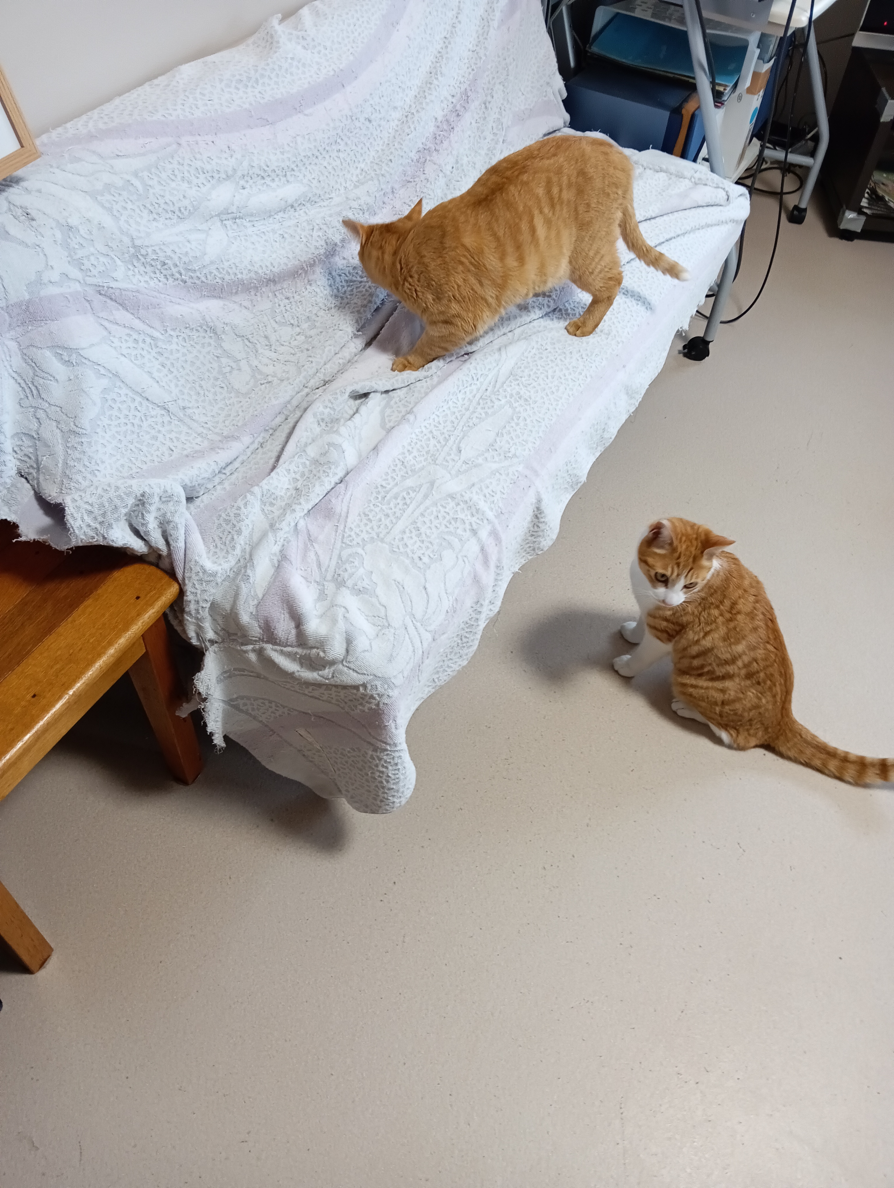 　　　　　　　　　　　　                 このあたりかしら、　　僕は興味ないな「猫に小判」っていうじゃない