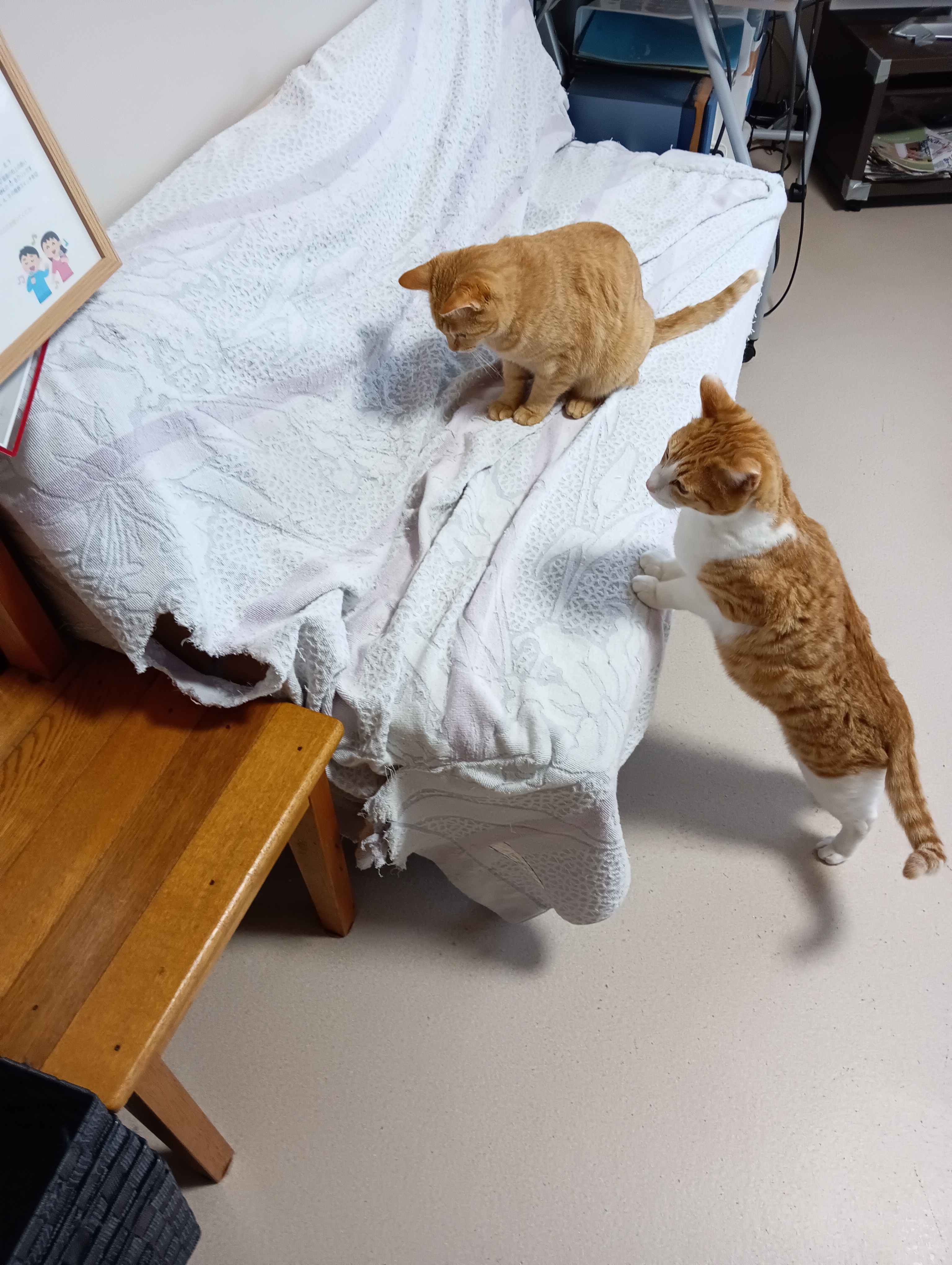 　　　　　　　　　　　　　　　　　　　このあたりかしら、シーちゃんあの穴から入ってみてらっしゃい