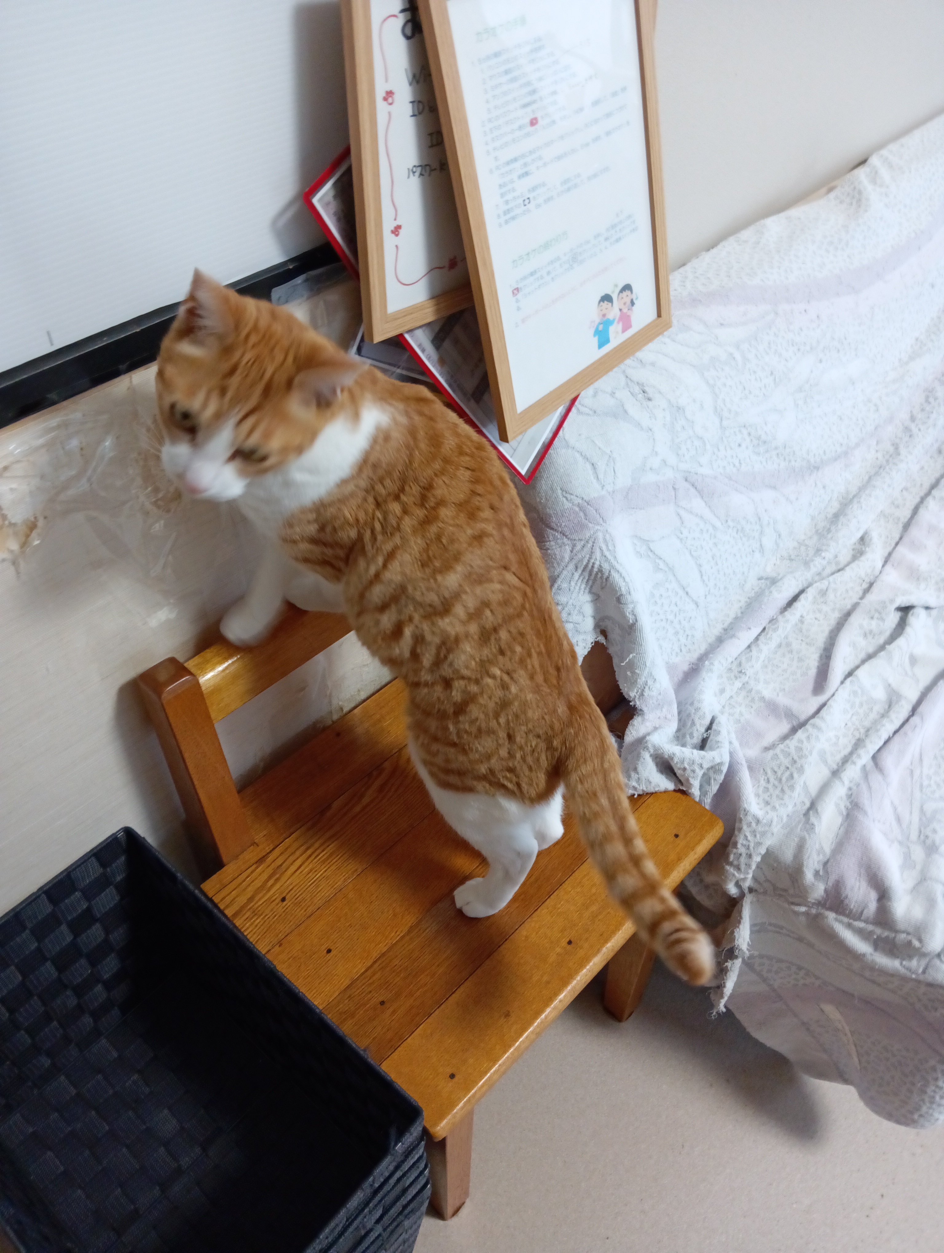 　　　　　　　　　　　　　　　ふ～やれやれ、まったくヒト使いが荒いんだから　　　　　（猫使い？）