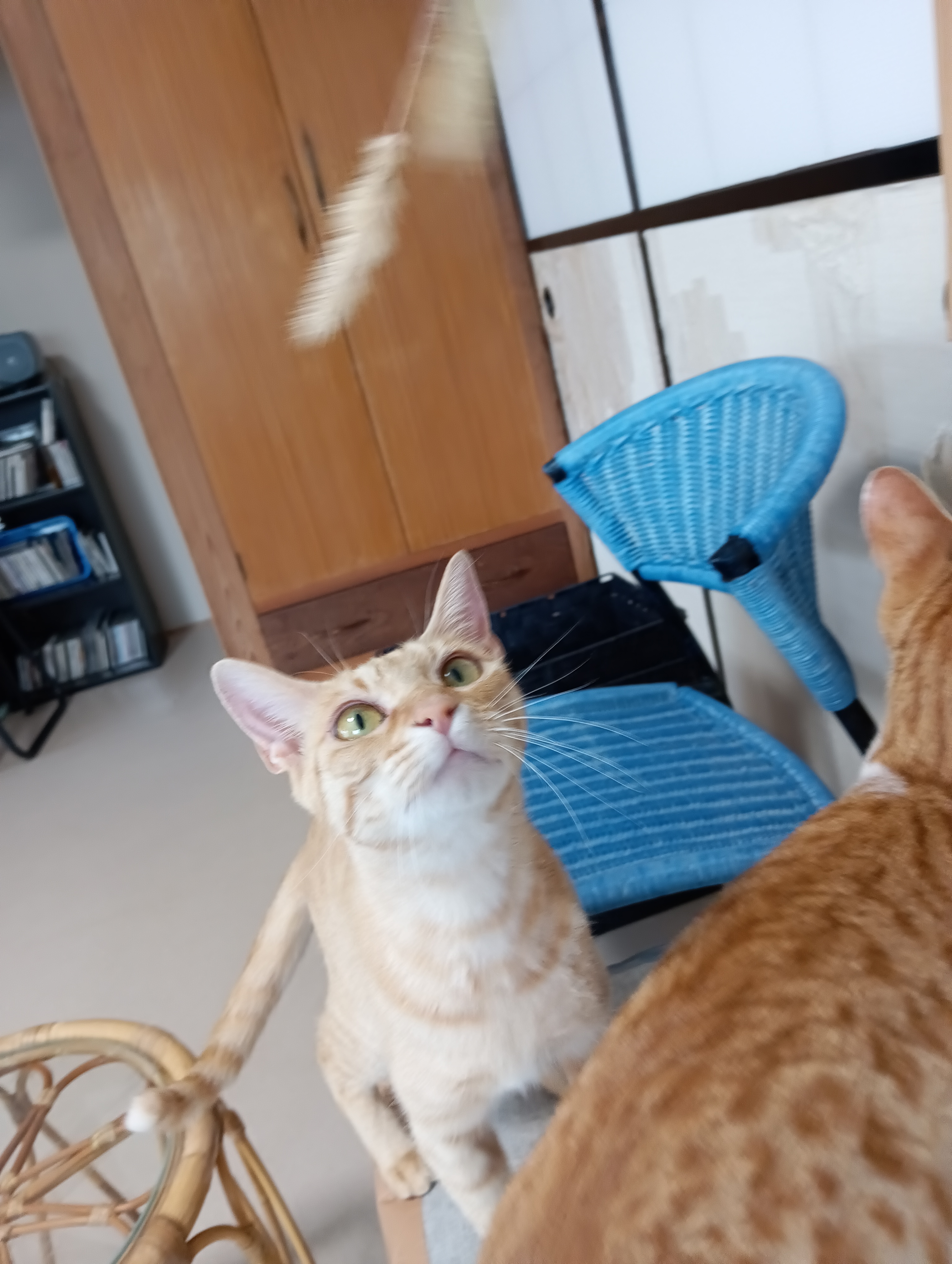 やや！好物のネコジャラシにゃ