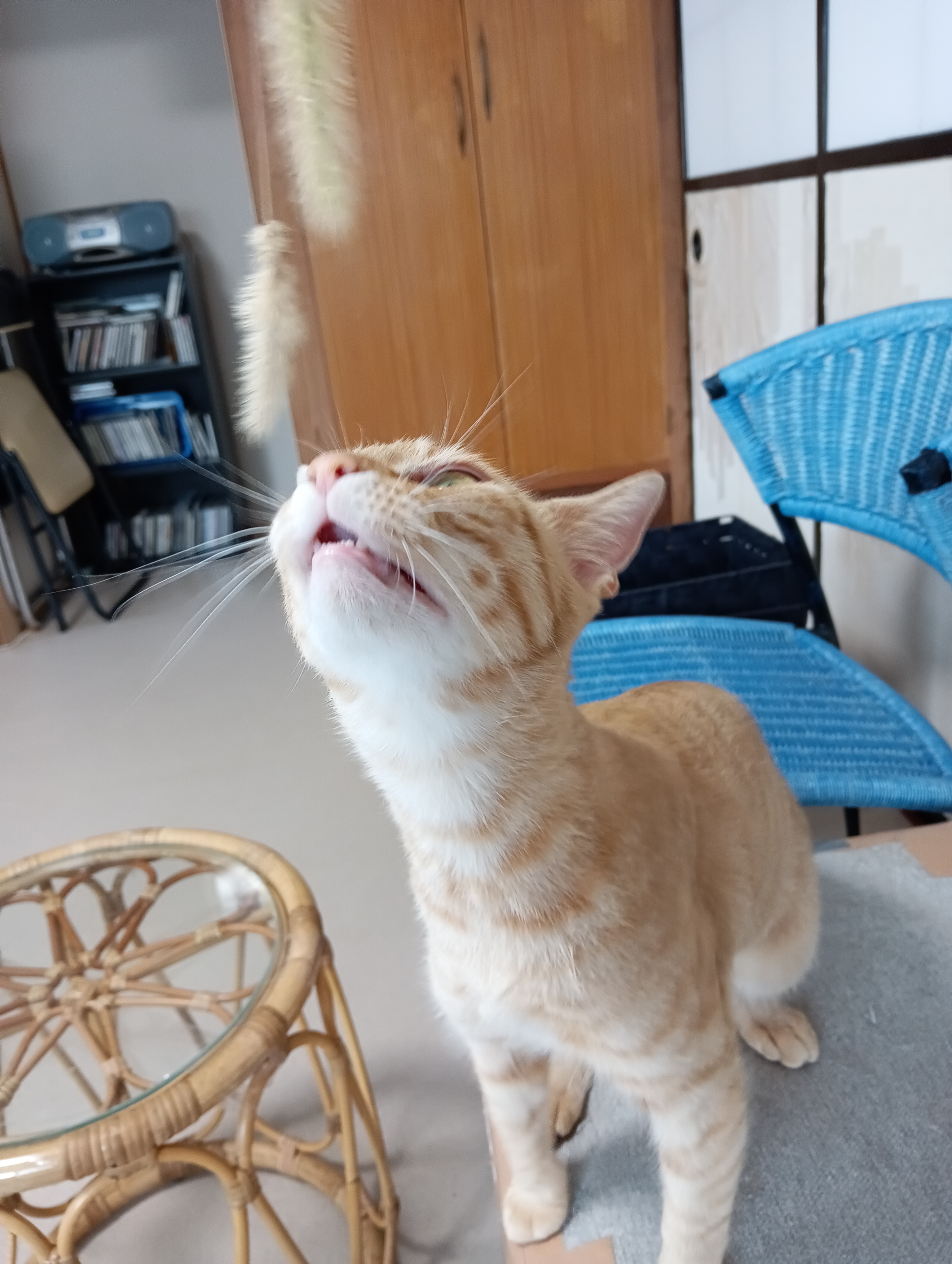 　　　　　　　　　　　　　　　　　　　　　　　　　　　　　　　　　　　　　　　　　もう少しにゃ