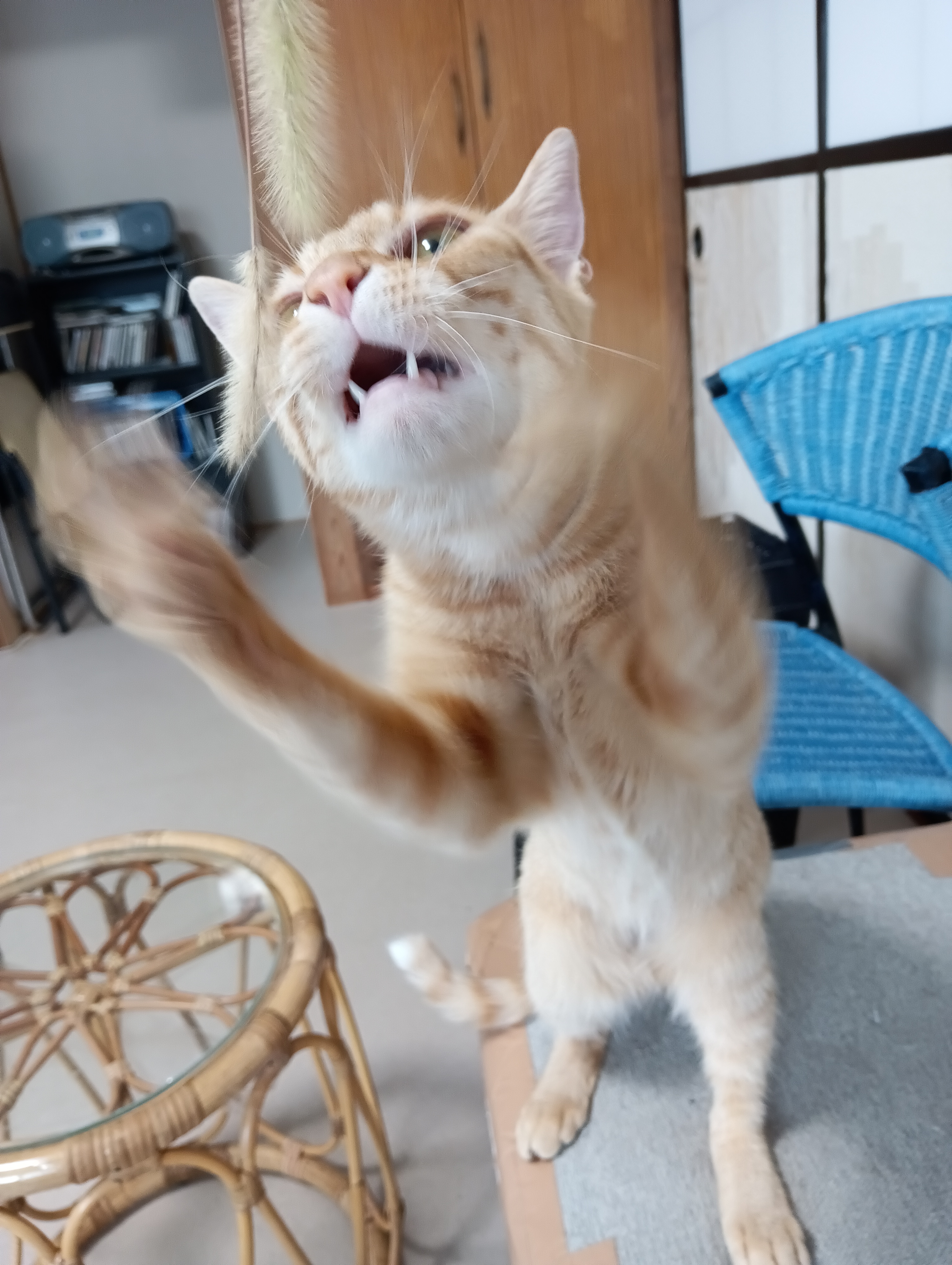 　　　　　　　　　　　　　　　　　　　　　　　　　　　　　　　　　　　　　エーイ！ゲットにゃ！