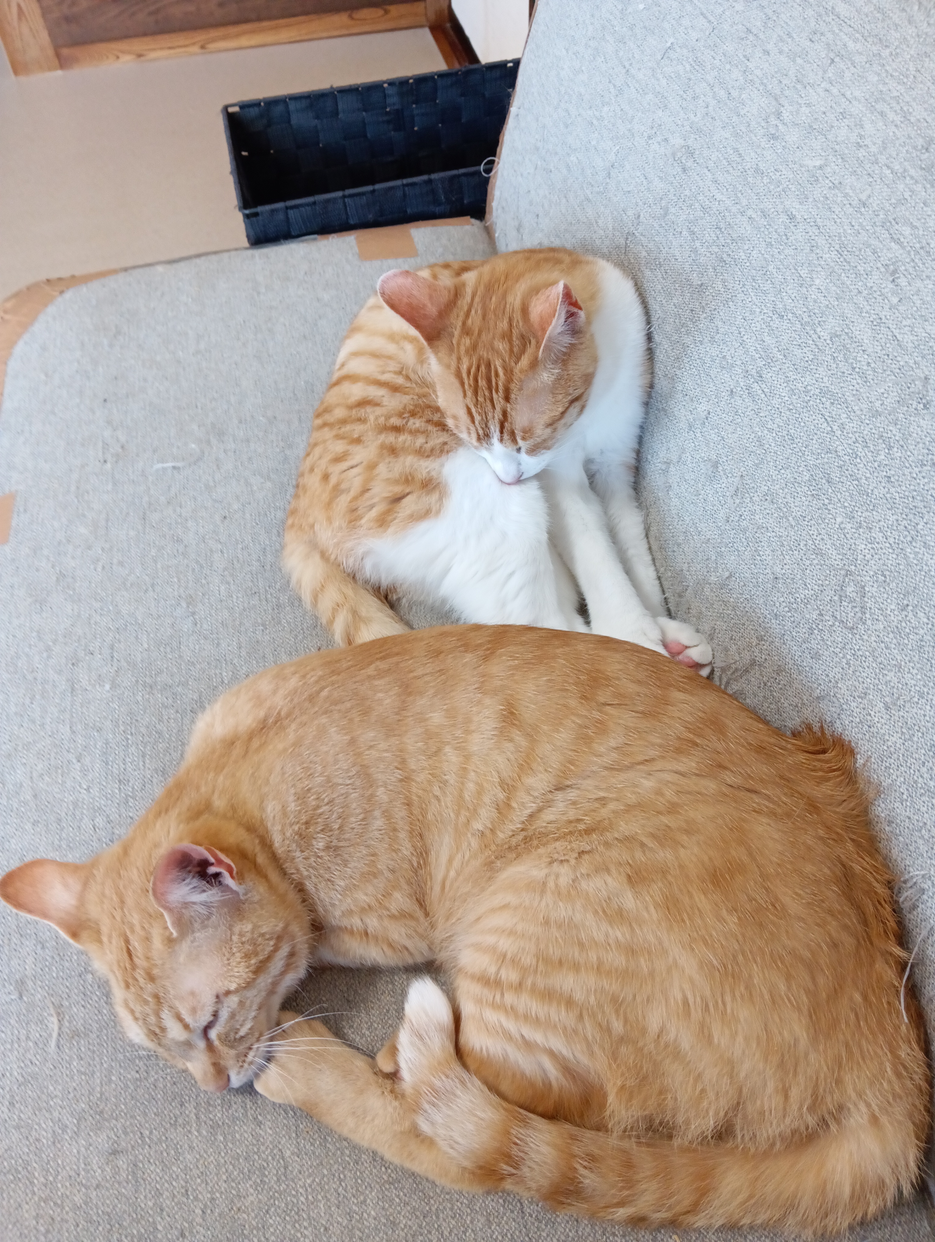 　　　　　　　　　　　　　　　　　　　　　　　　　　　　　　　そういうぼくも眠くなってきたにゃあ