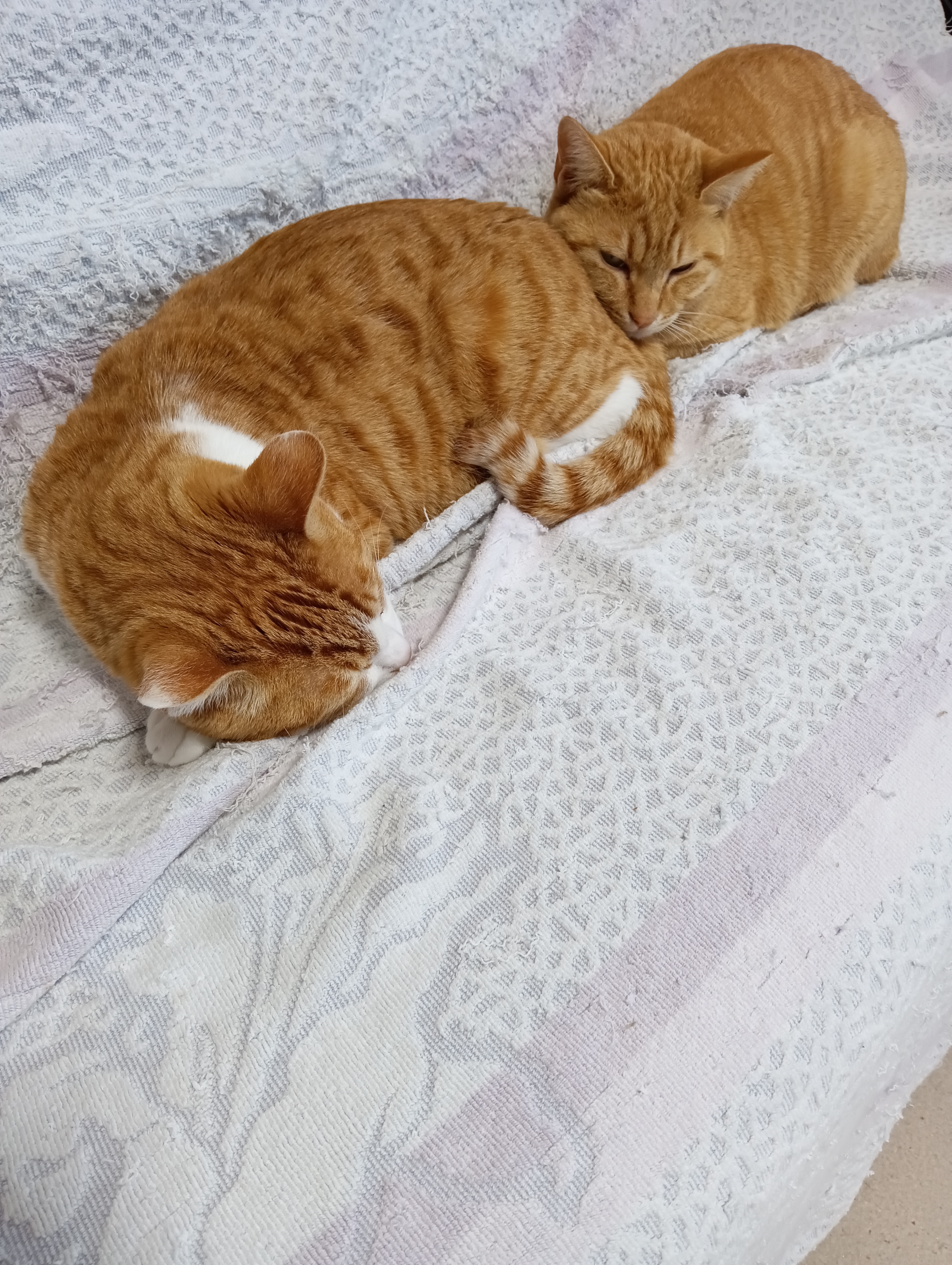 　　　　　わかってるよー、チーコさんは疑い深いなー　　　　　　　　　　　　　　　　そんならいいけど・・・