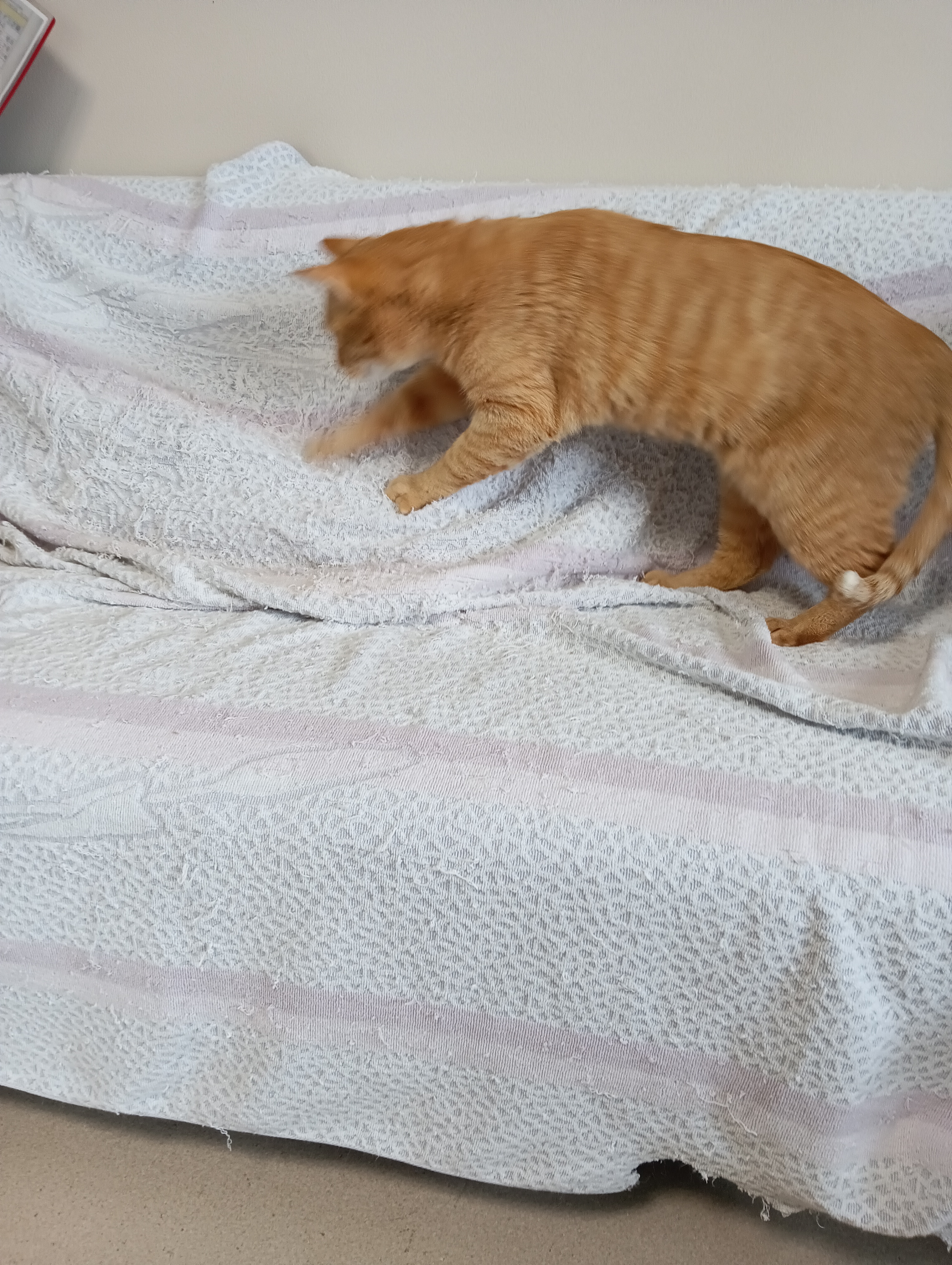 　　　　　　　　　わかったわ、本気を出すわ！シーちゃんいるのはわかってんだから！