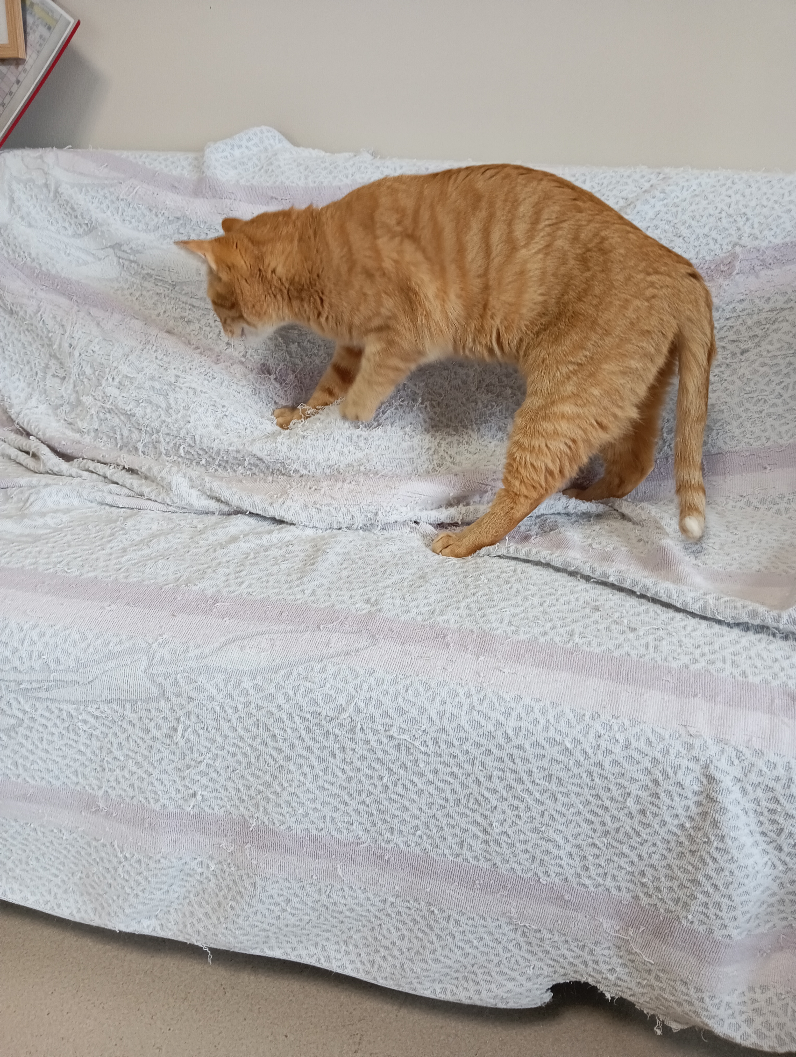 　　　　　　　　　　　　　　　　　　　　　　　　　　　強力猫パンチをお見舞いするわ！