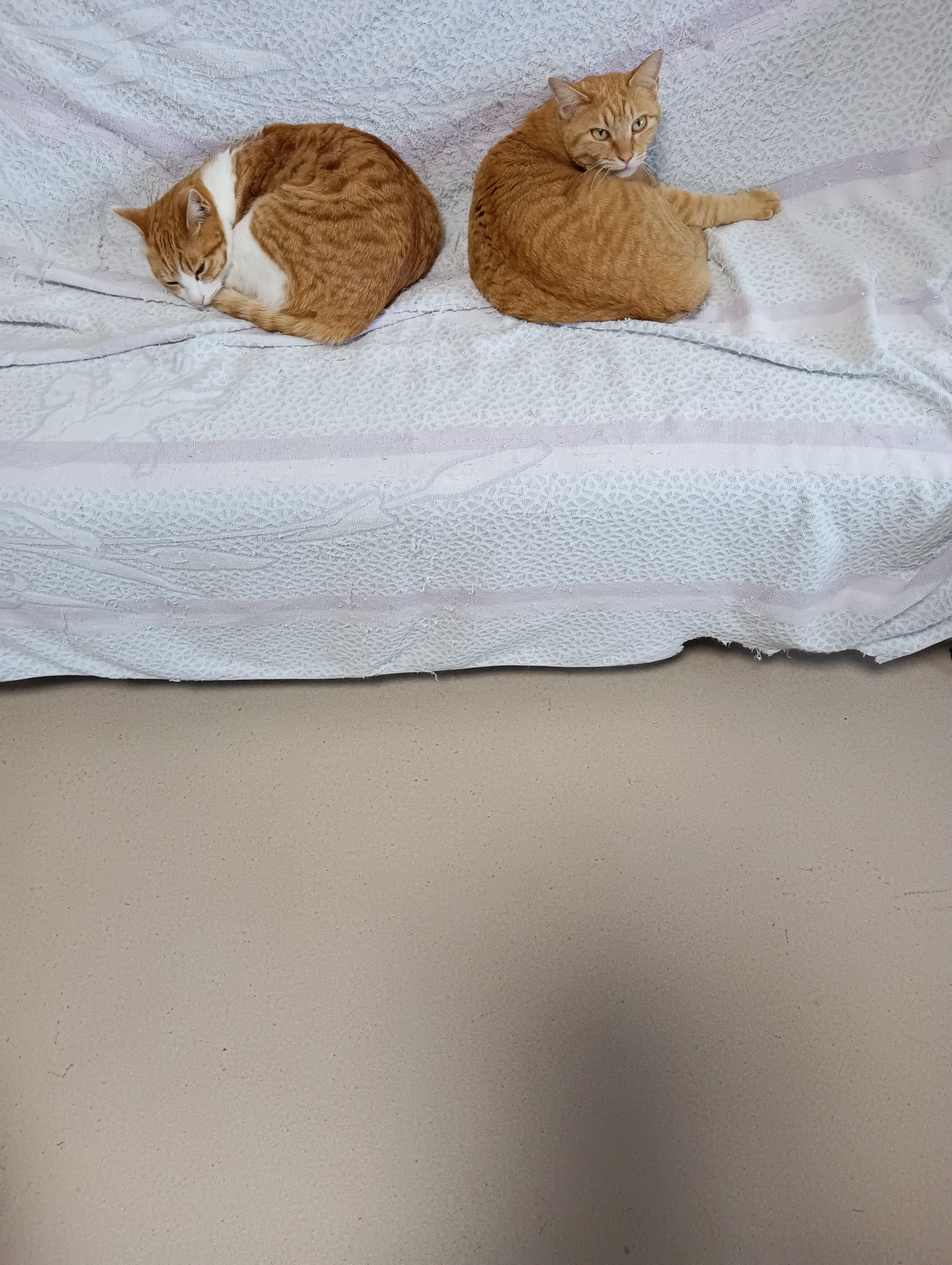 　　　　　　　　　　　　　　　                          　うそに決まってるわ　　　　　　　　そんなことないってば～