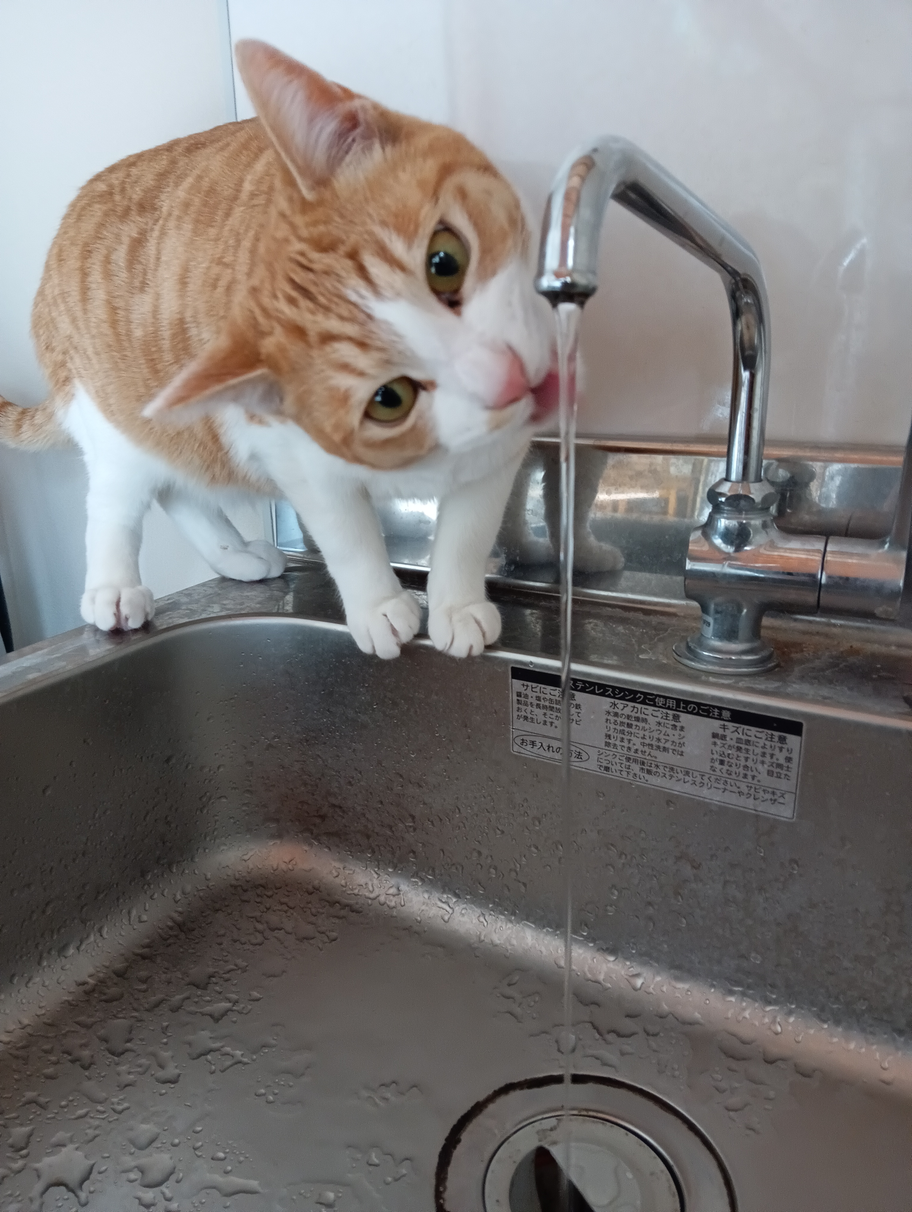　　　　　　　　　　　　　　　　　　　　　　　　　　やっぱビールも水も生がうめえにゃあ