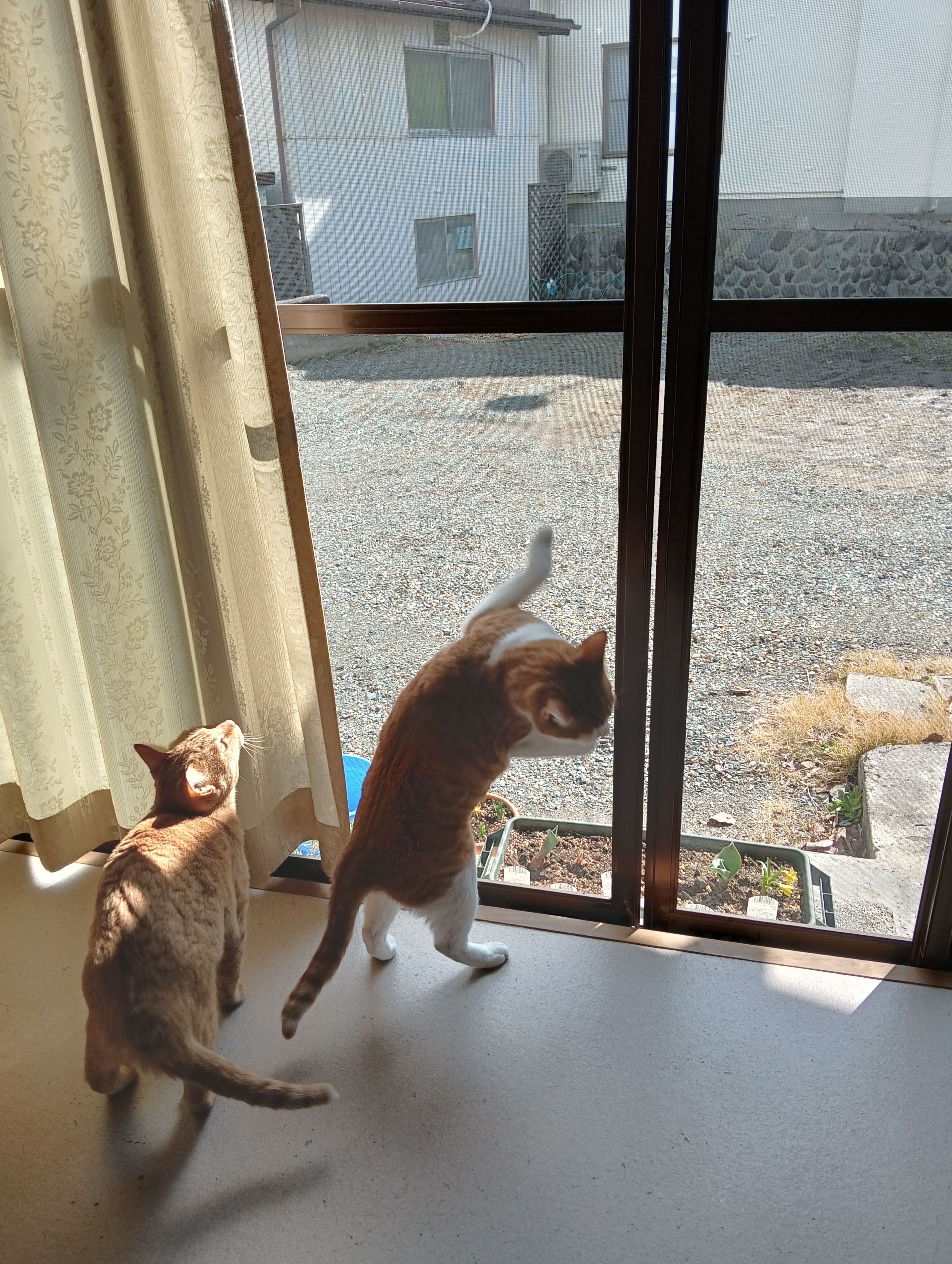 シーちゃん、なんてかっこうしてるの？   猫踊りじゃないよ