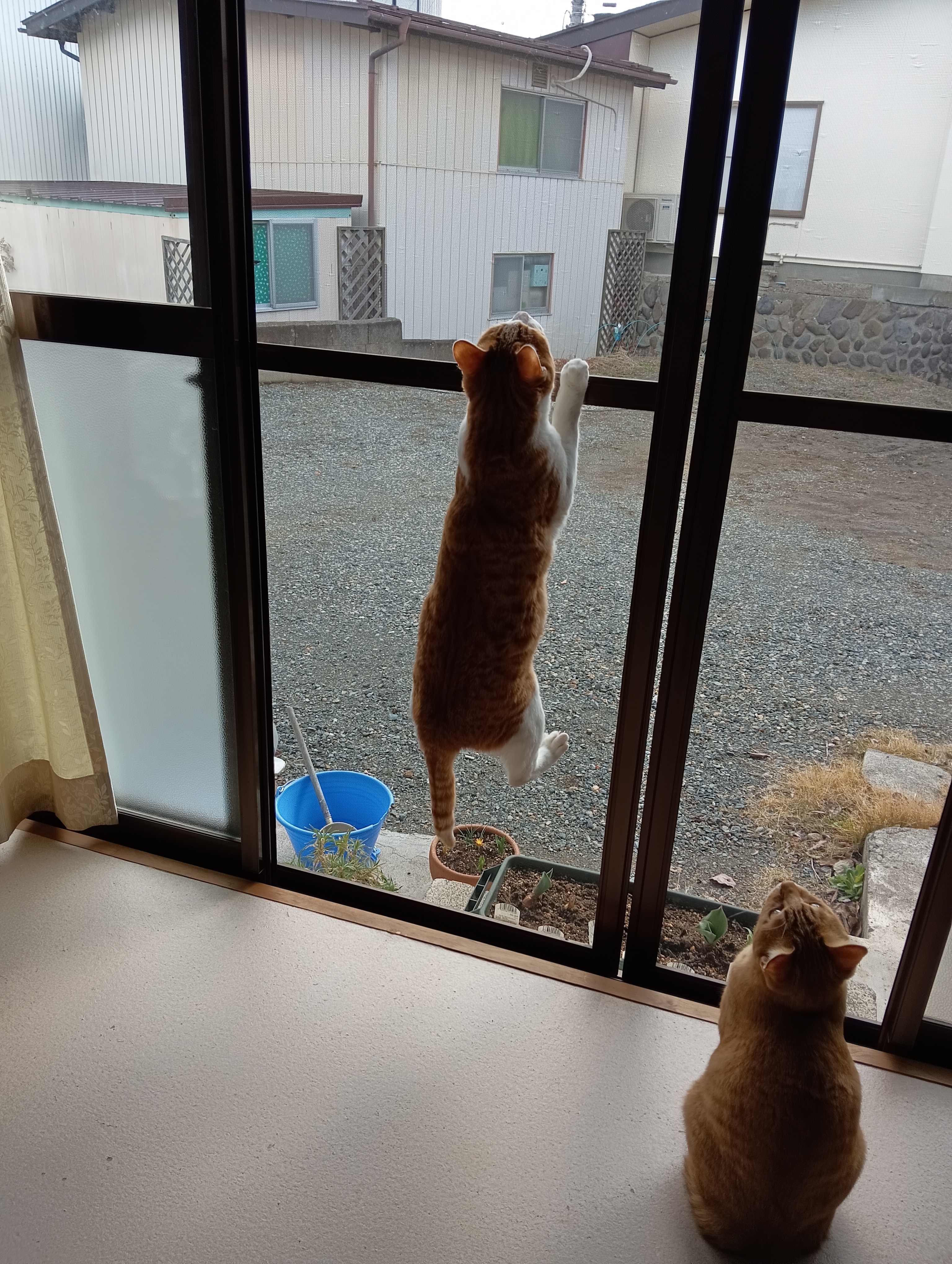 　こらしょ　　　　頑張れー！