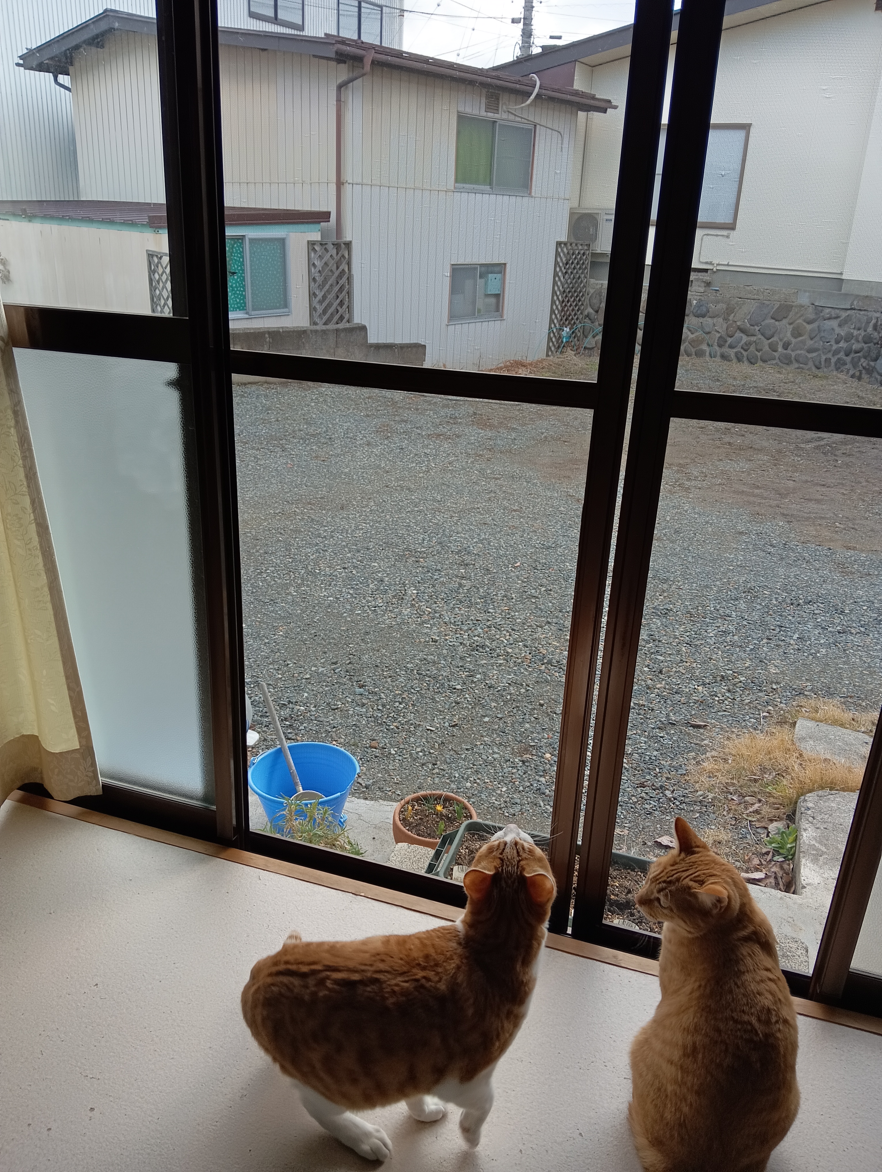 あたちやってみようかしら　　　　えー無理だよー