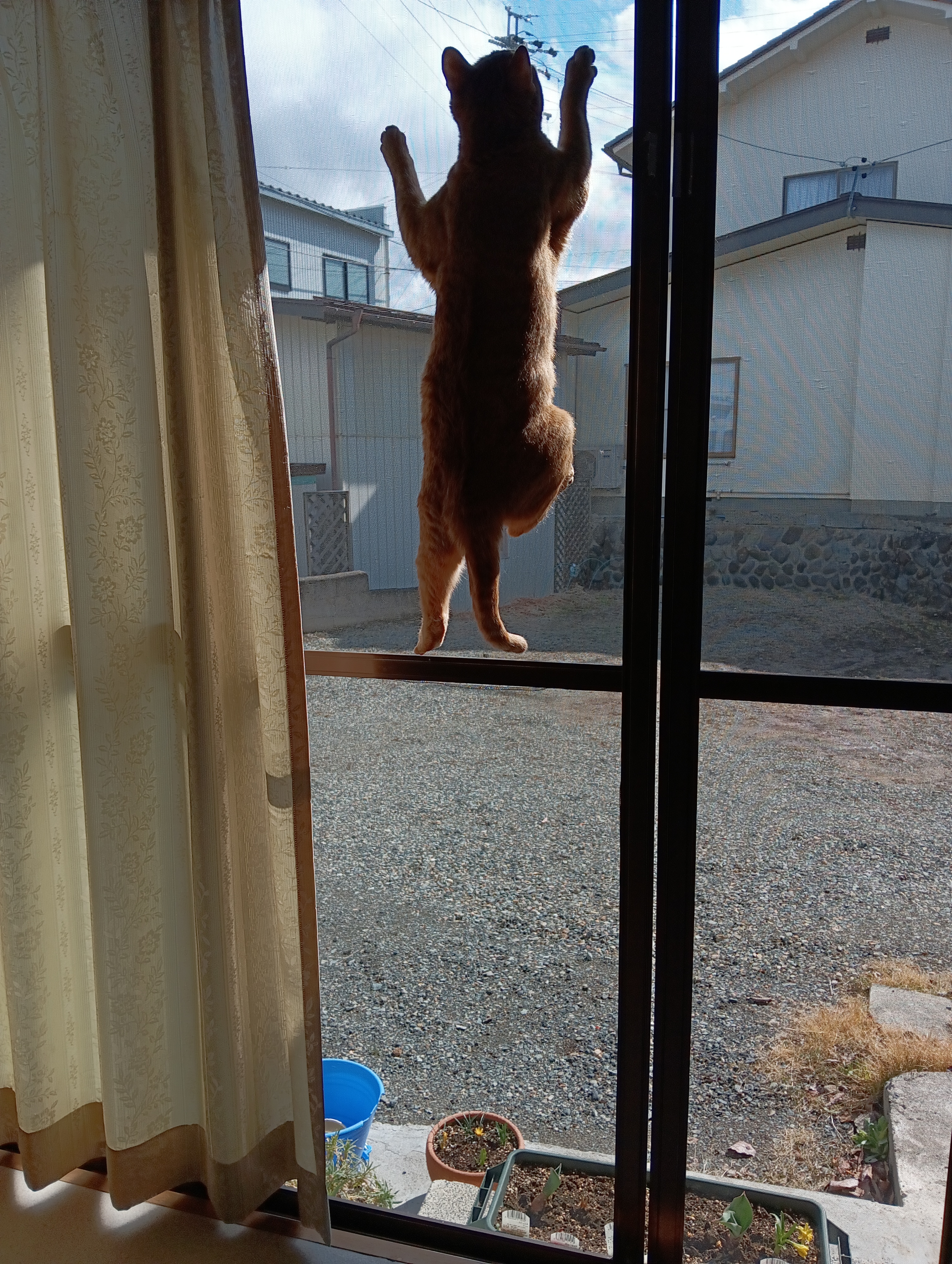 　　　　　　　　　　　　　　　　　　　　　　　　　　　　　　　　　　　ほいさ、もう少しにゃ