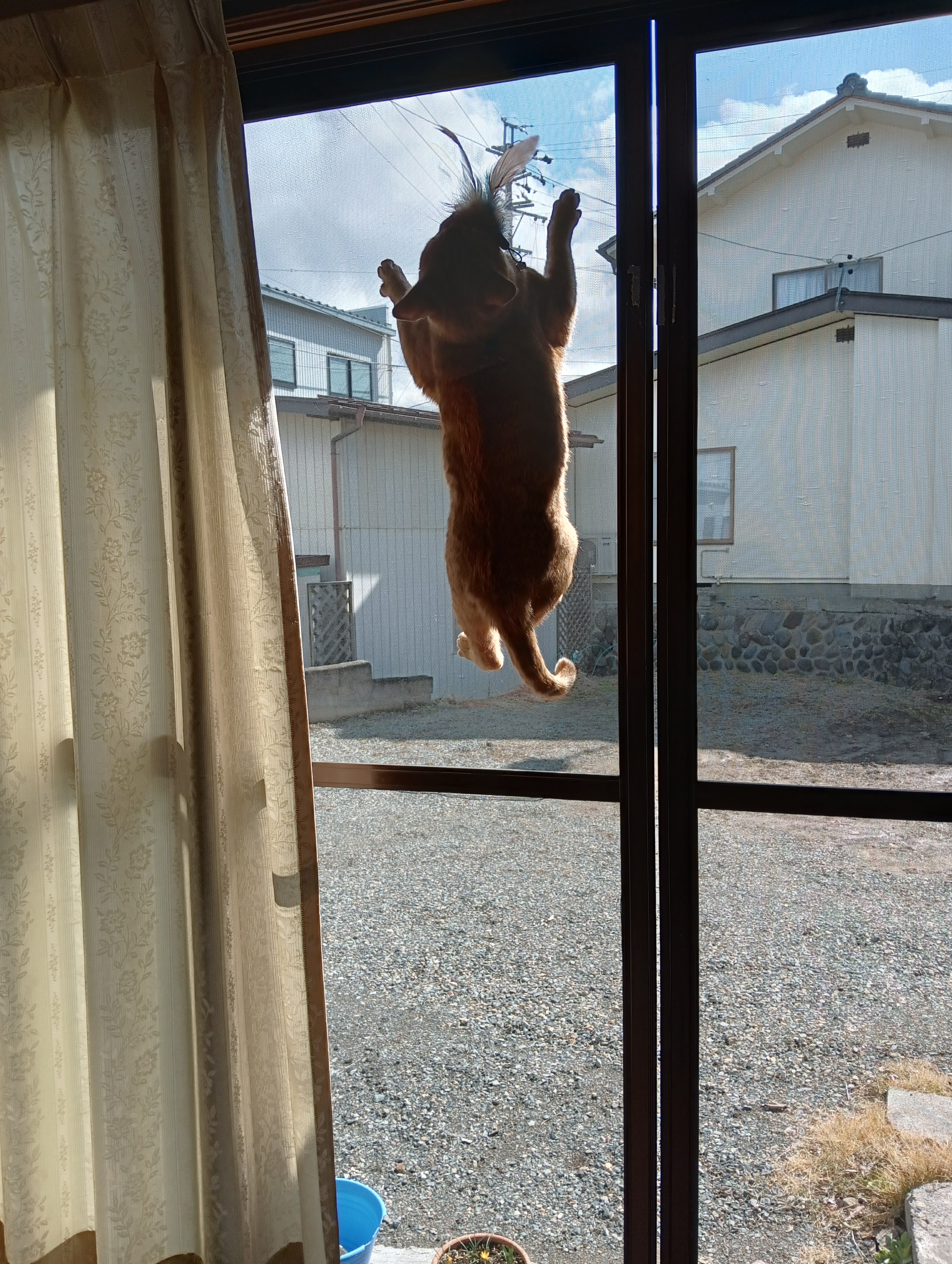 　　　　　　　　　　　　　　あ！！落ちる－！！　大丈夫、下にシーちゃんいるから！
