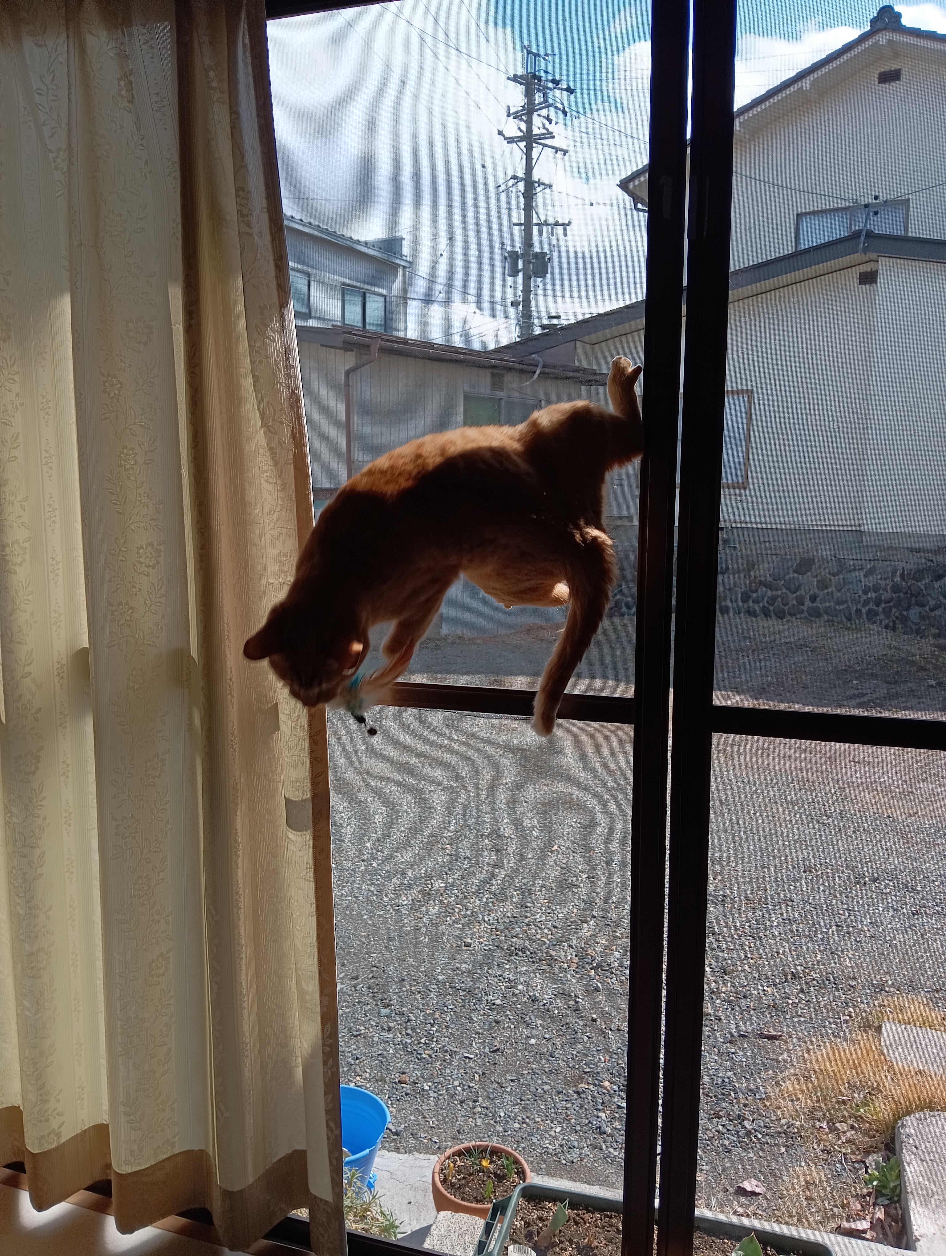 　　　　　　　　　　　　　　　　　　　　　　　　あ！！シーちゃん逃げたな！こらあ！！あたいどうなっちゃうの！