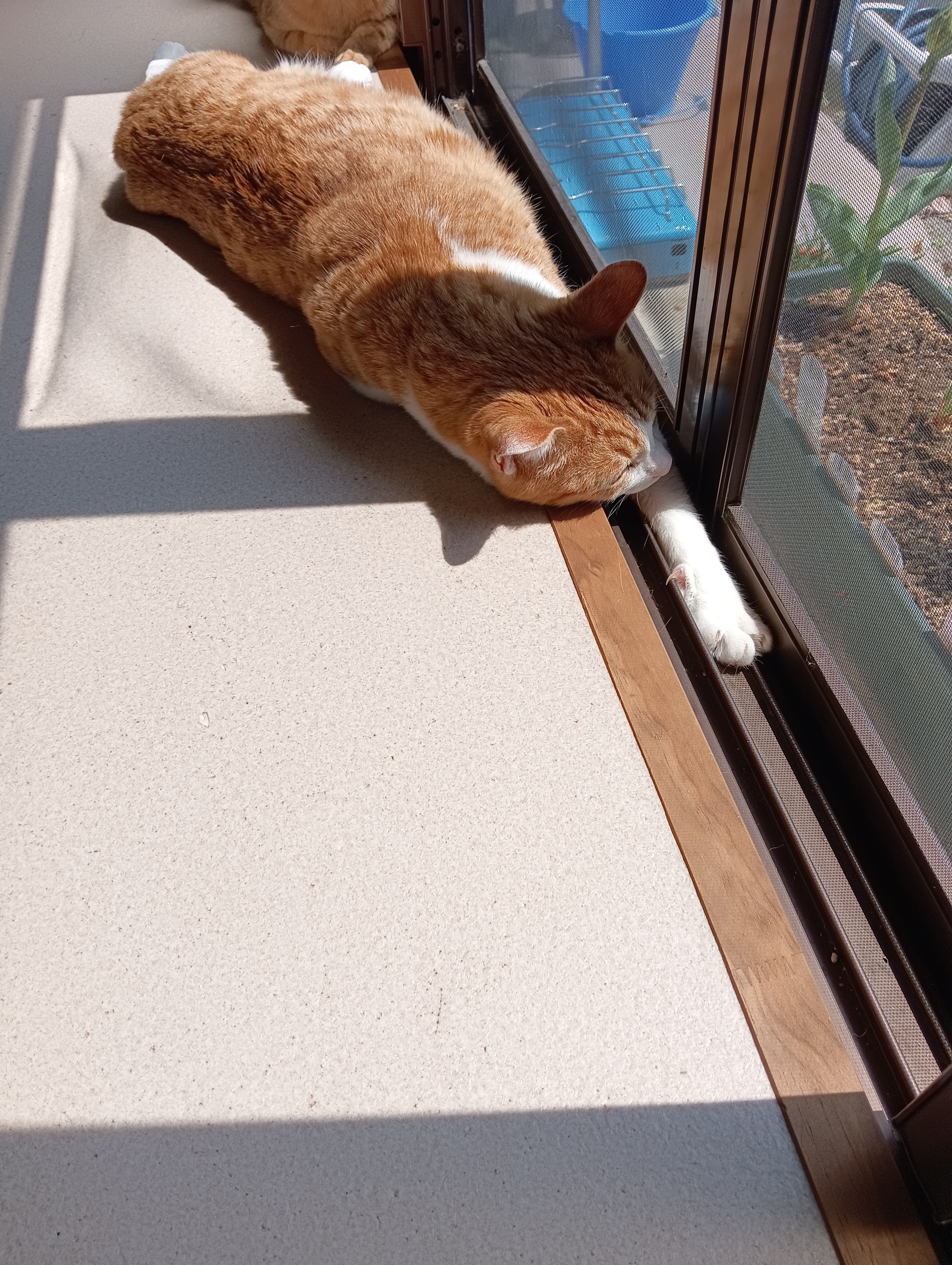 だれかこないかにゃあ