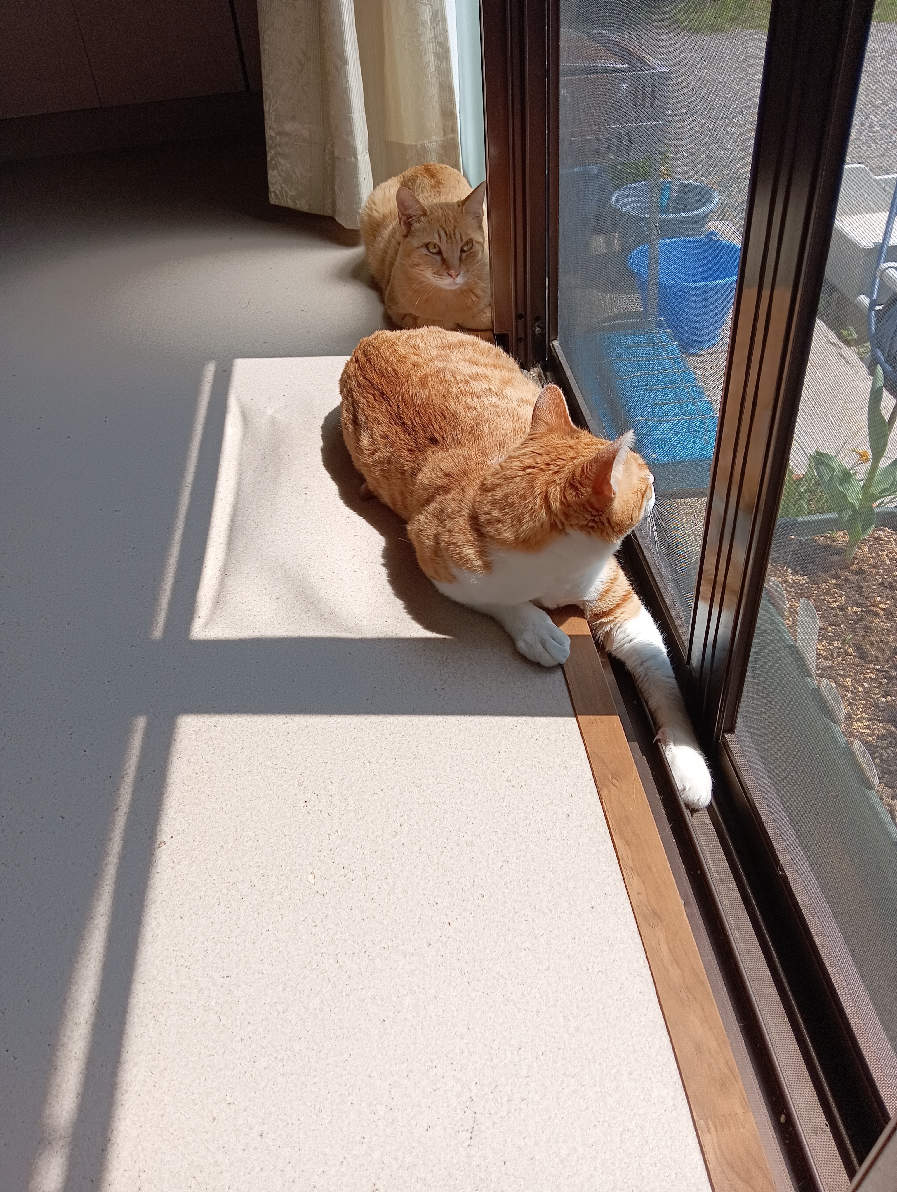 うん？車の音？だれかきたのかにゃ