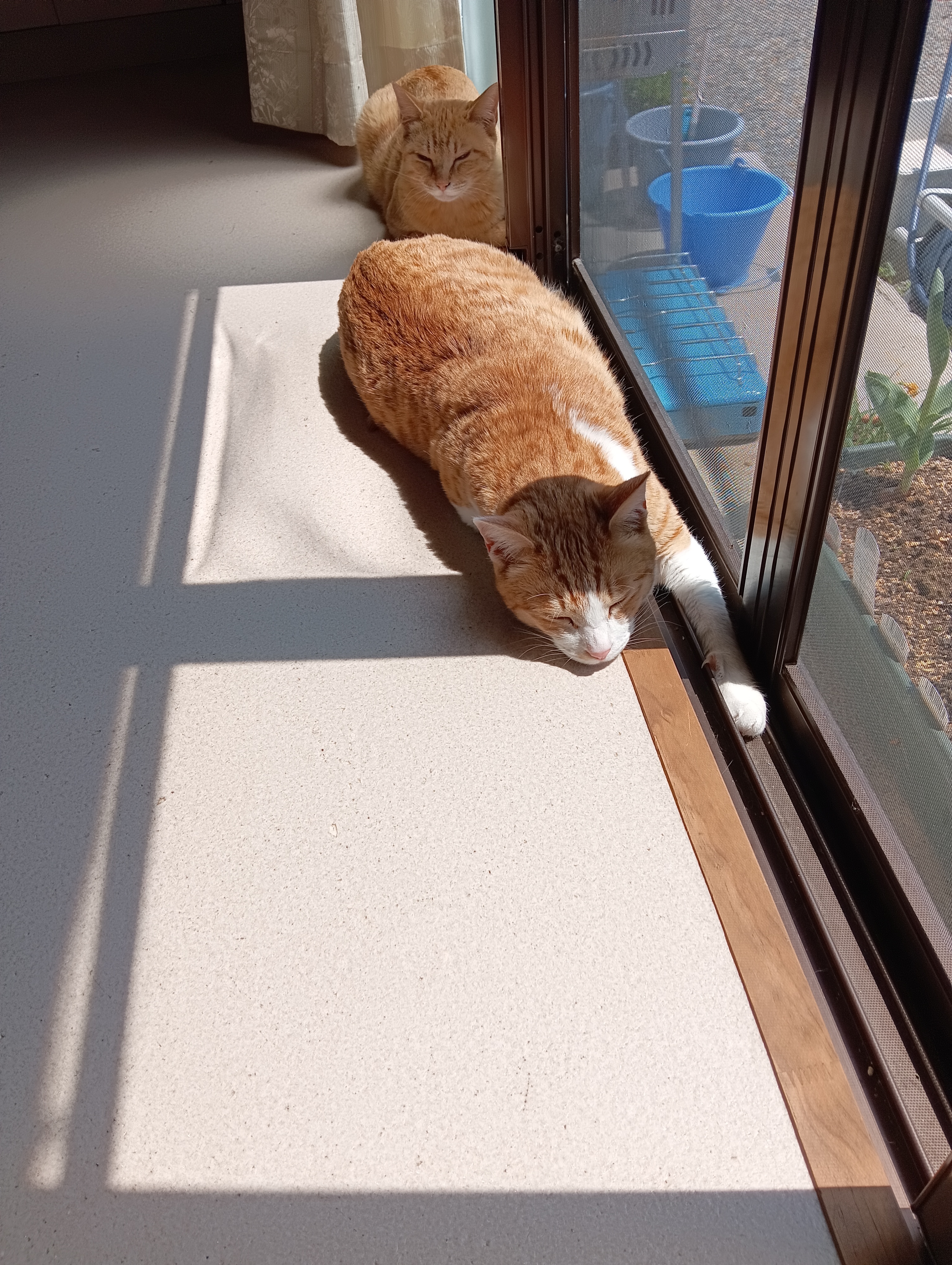 空耳かあ、あ～ひまだ～～