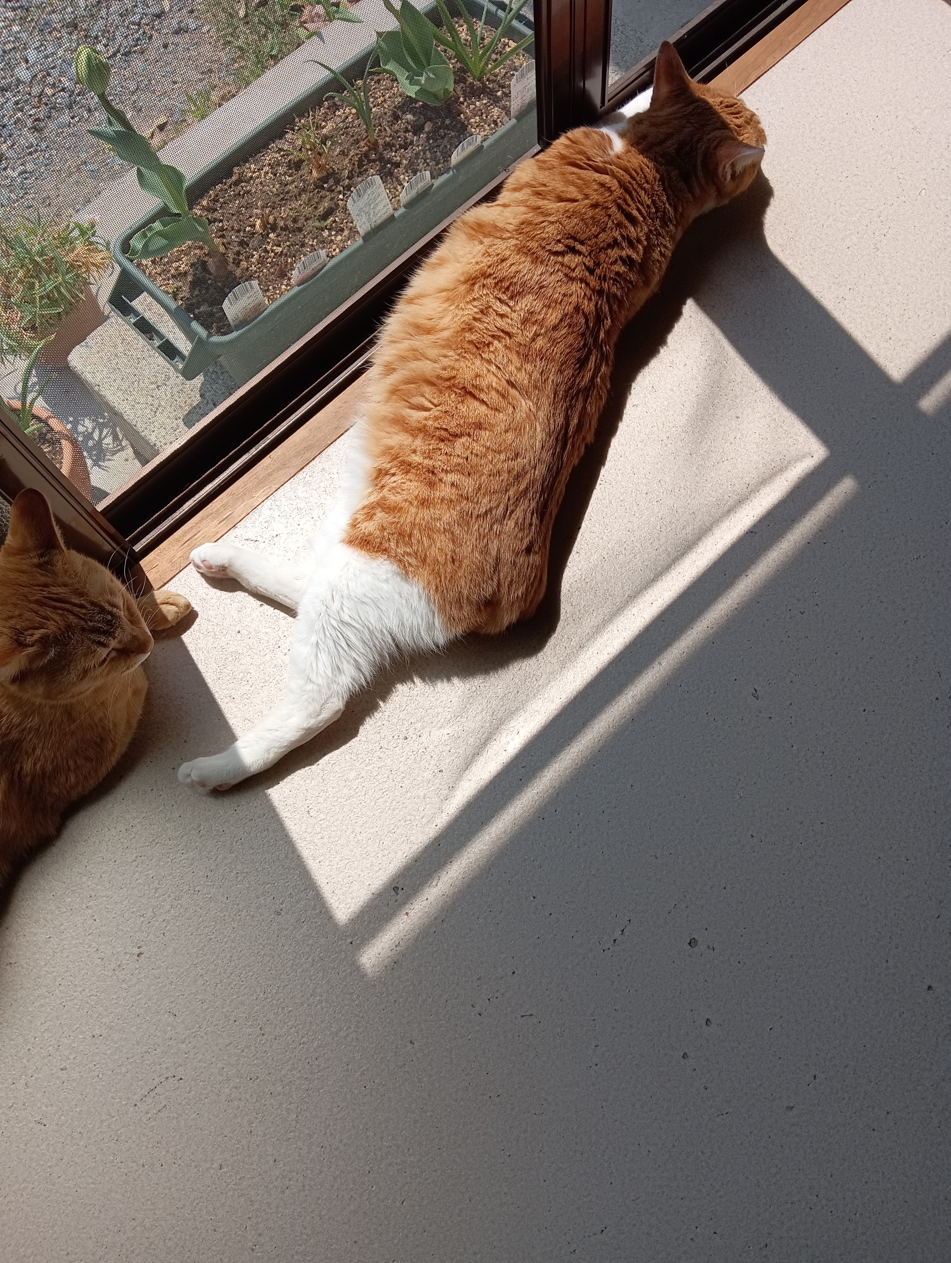 シーちゃん、またひろげてー、だらしないわ、猫としての誇りはないの！
