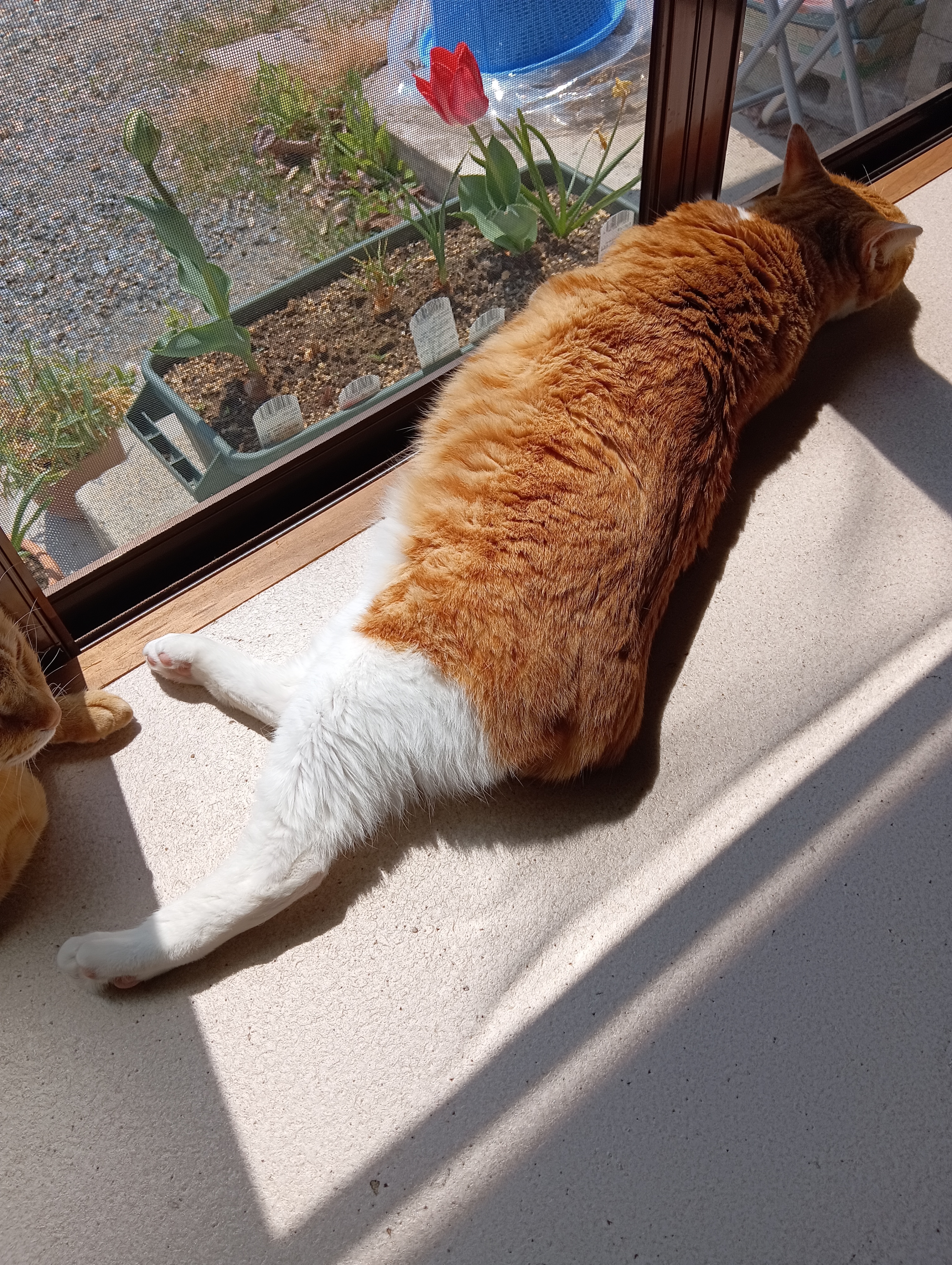 そんなもの必要ないよ、よってけ庵の猫としては～