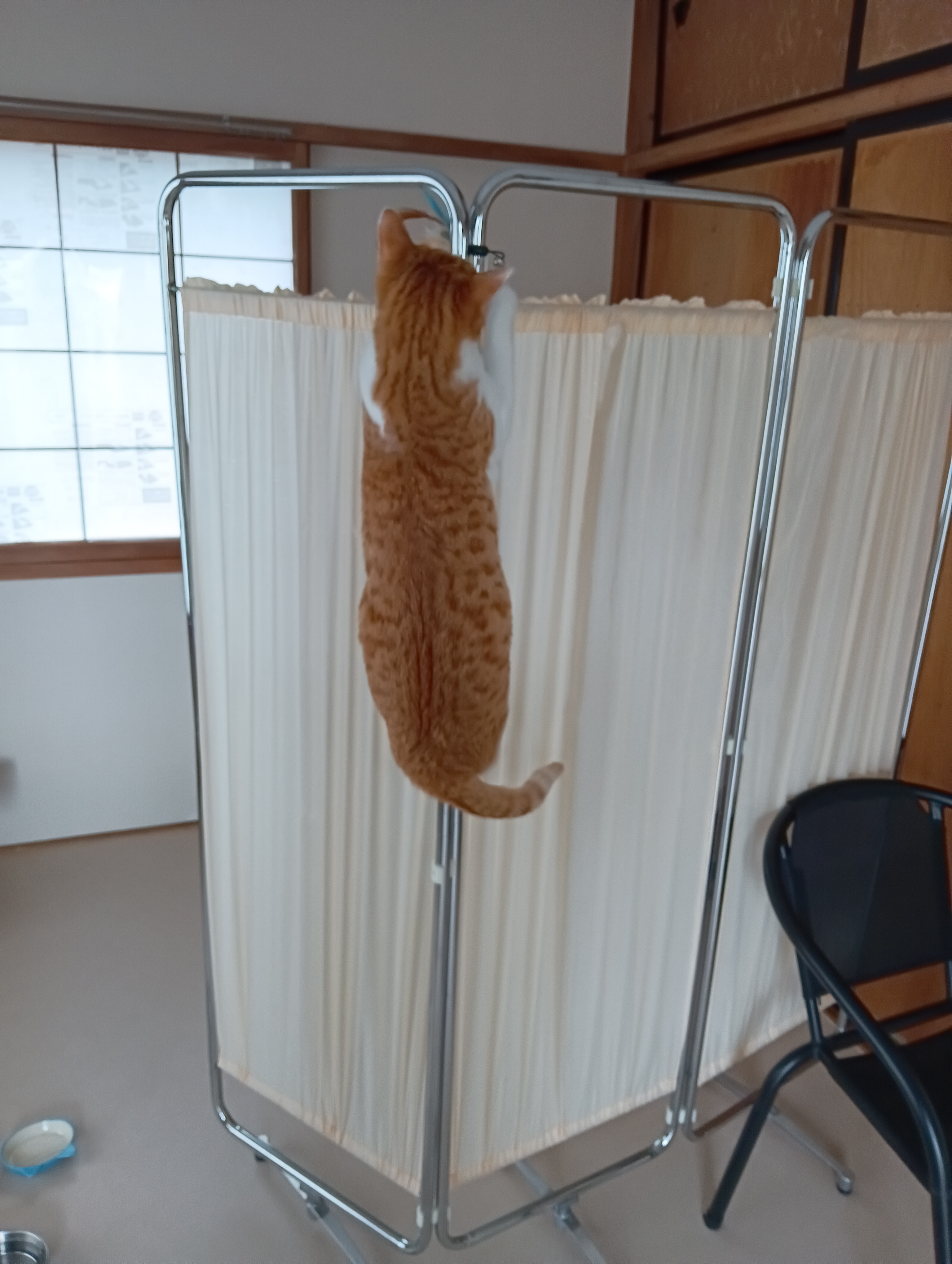やんちゃで手がつけられないよ・・・・・・やれやれ・・