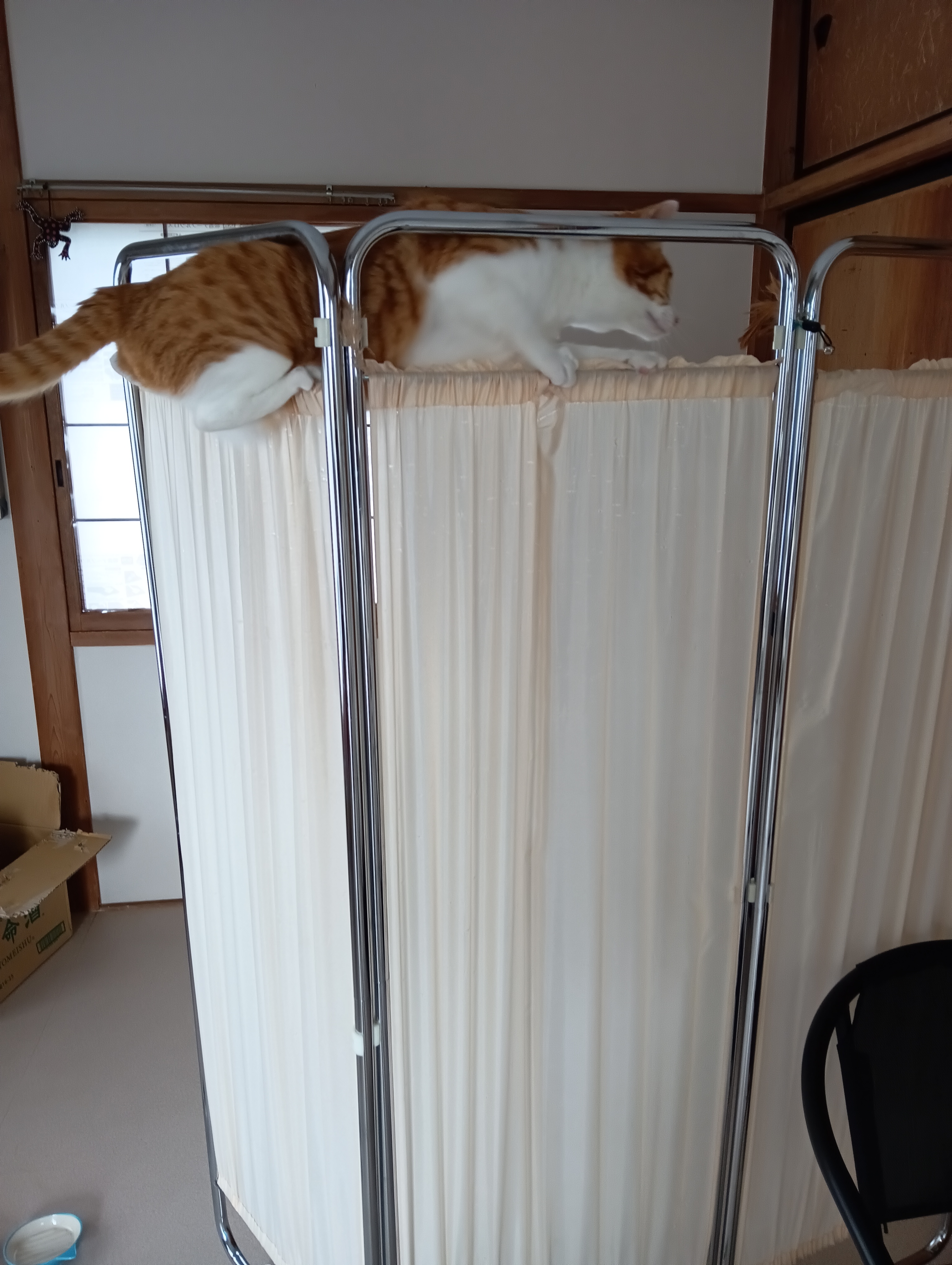落ちるよ！山羊と猫は高いところが好きだなあ・・・・