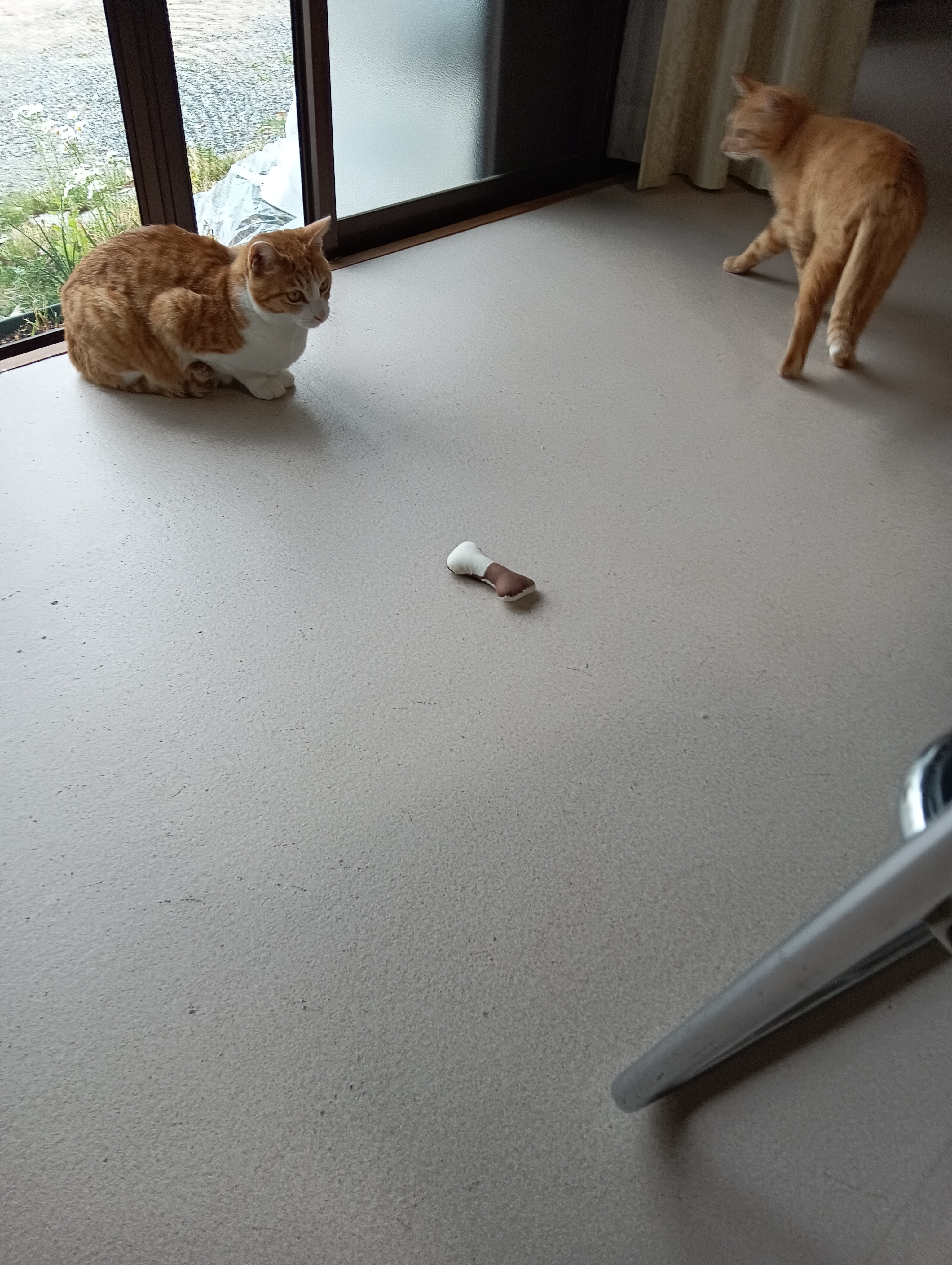 　　　　　　　　　　　　　　　　　　あたちは食べものじゃなきゃ、興味ないわ