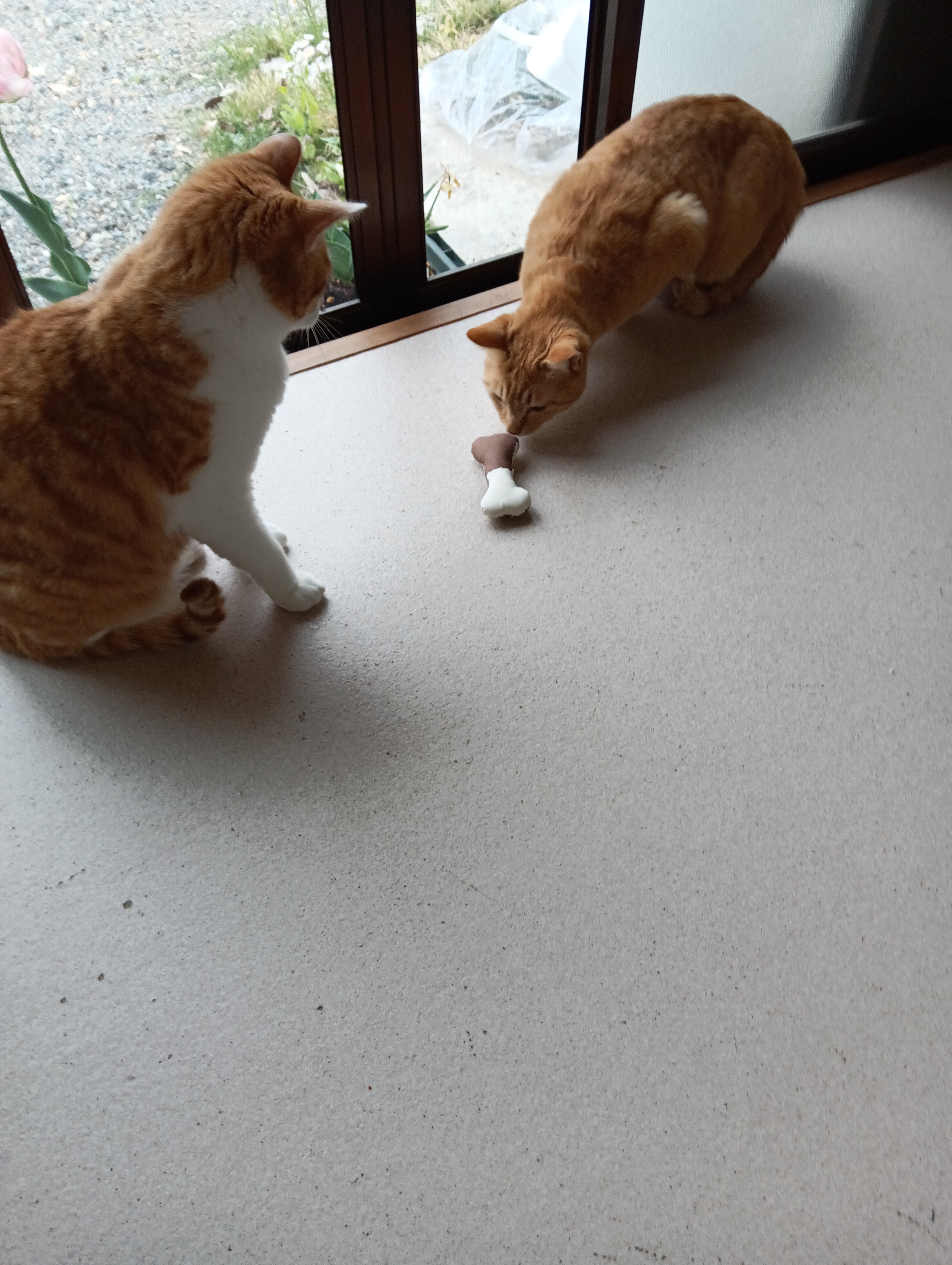 　　　　　　　　　　　　　　　　　　　　匂いもしないし、食べられないし・・・・
