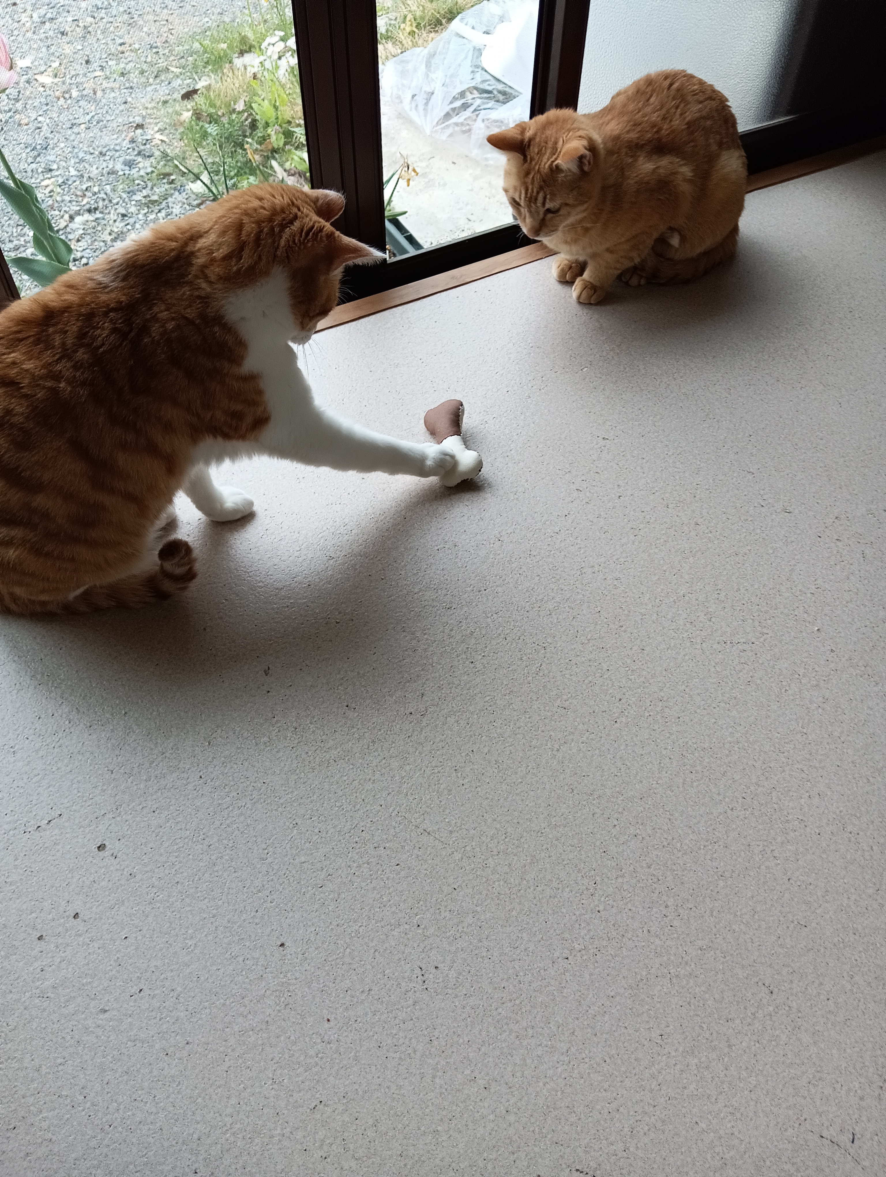　　　　　　　　　　　　　　　　　　　　　　　　　猫パンチしても反応しないし・・・