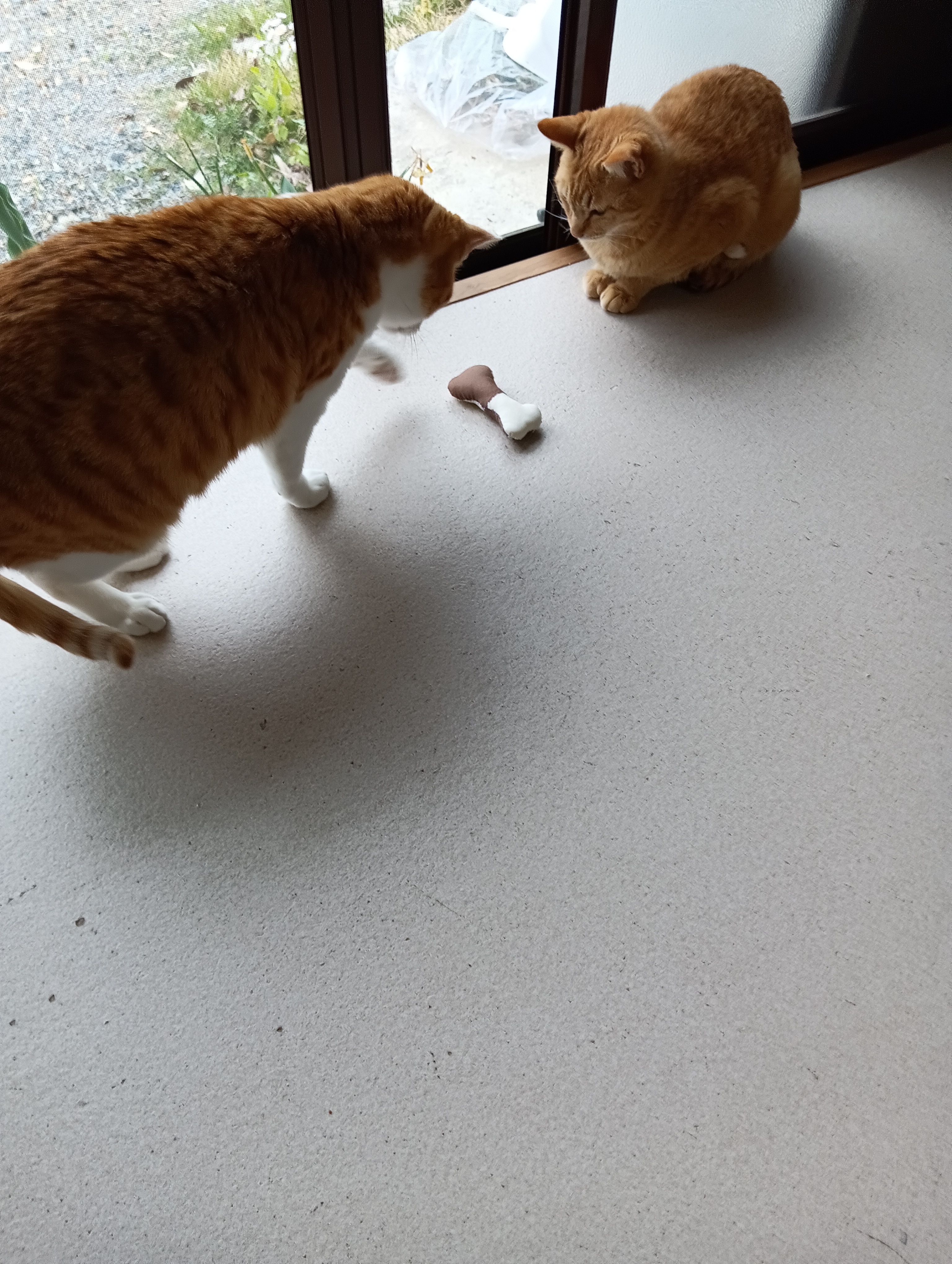 　　　　　　　　　　　　　　　　　　　　　こりゃ、いよいよ怪しいやつだにゃあ
