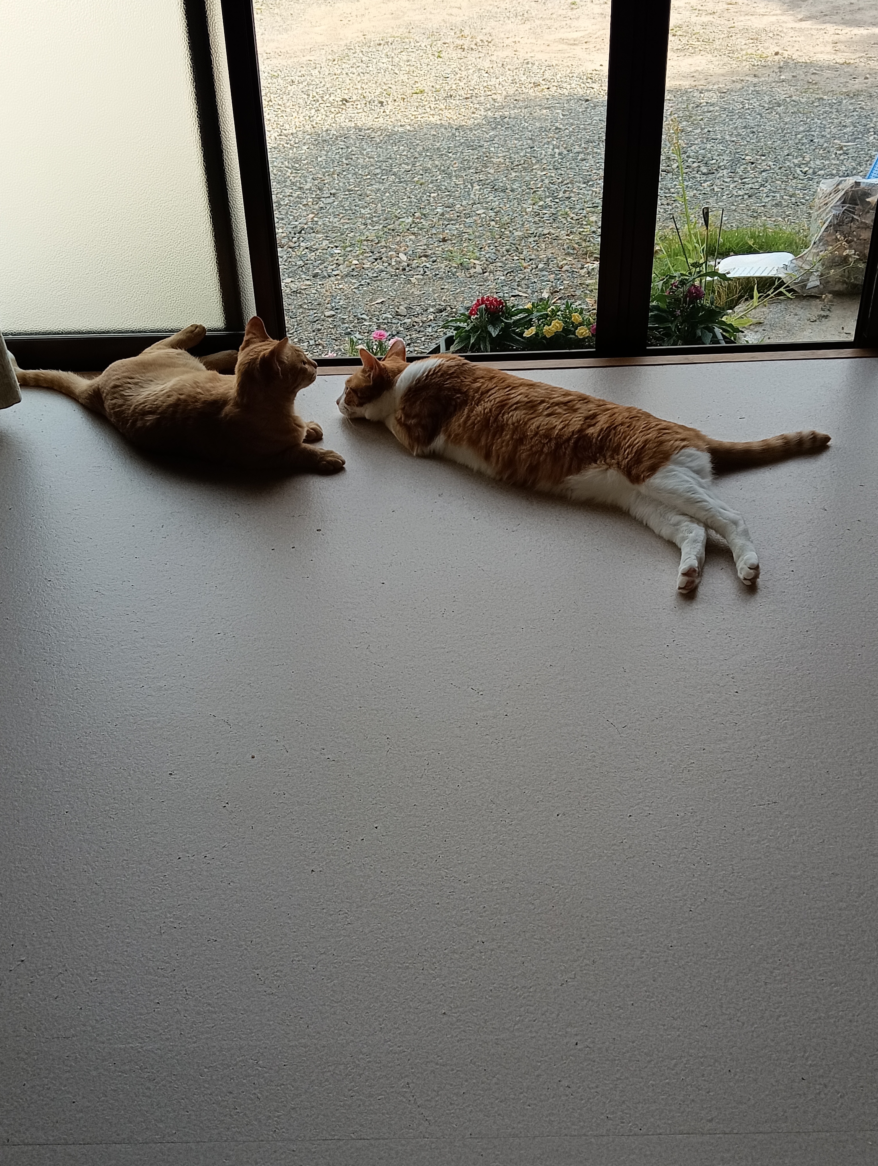 　　　　　　　　　　　　　　　　　　　　　　　　しらばっくれないで！　　しらばっくれてなんかいないよ～