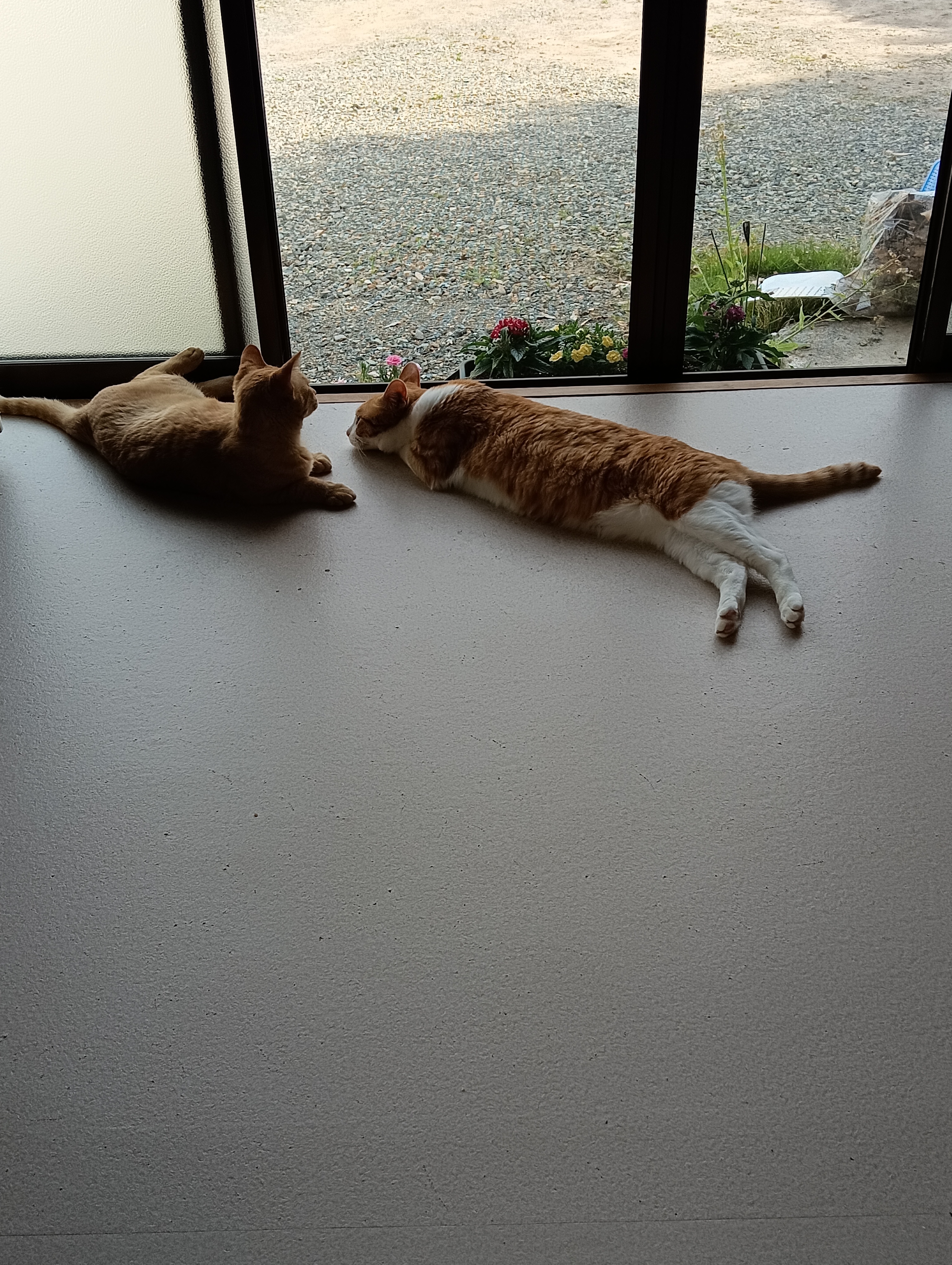 　　　　　　　　　　　　　　　　　　　　　　　　　　私たちもうお別れするってことよ　　　　そんな！聞いてないよ！