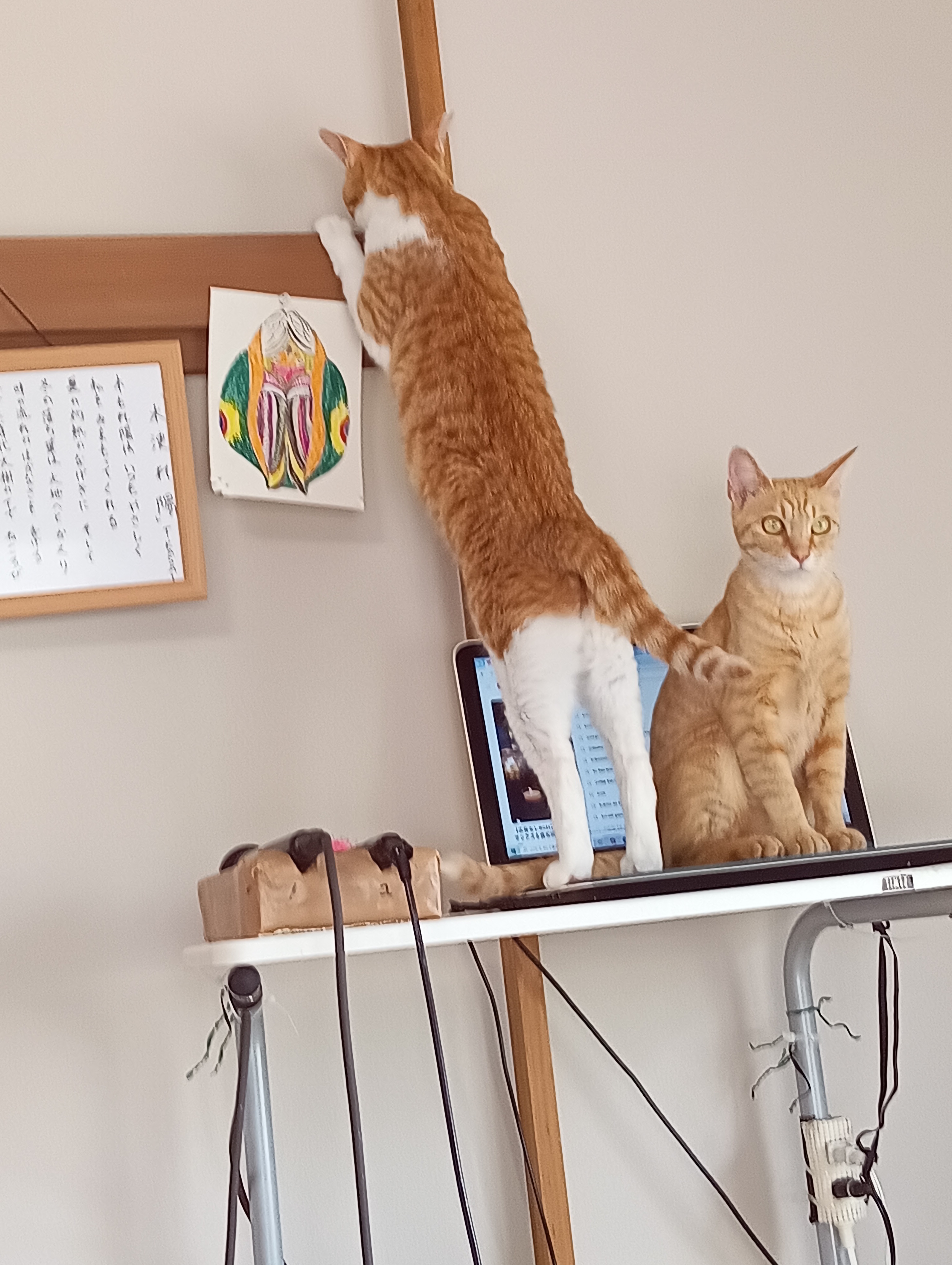 　　　　　　　　　　　　　　　　　　　　　　　　　　　　　　鴨居だからカモがいるのかなあ