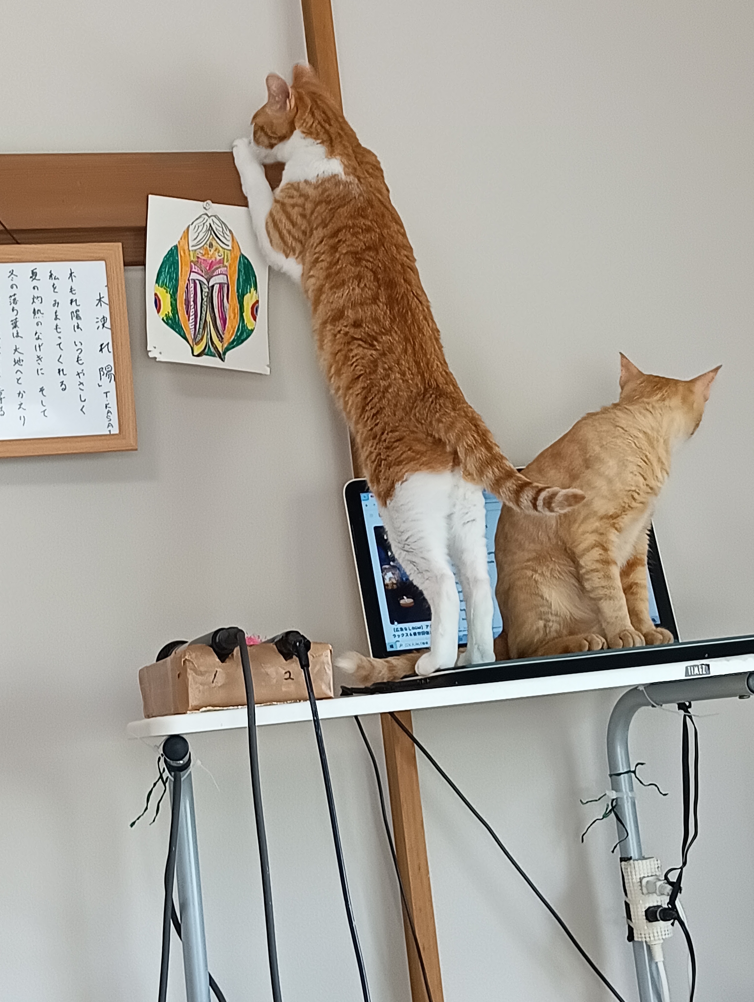 　　　　　　　　　　　　　　　　　　　　　　　　　　　　　　　　　　　カモなんていないなー